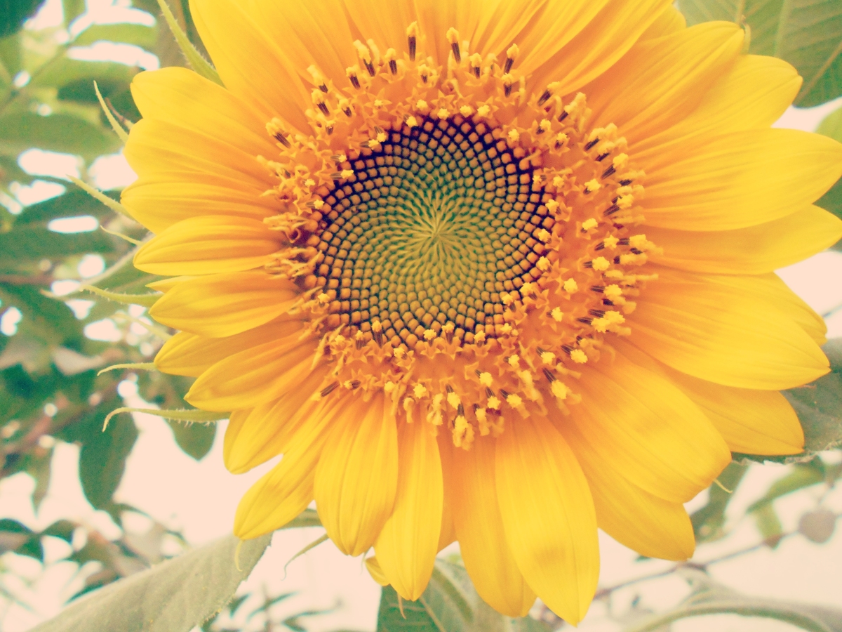 用花做的向阳而生的作品的构思