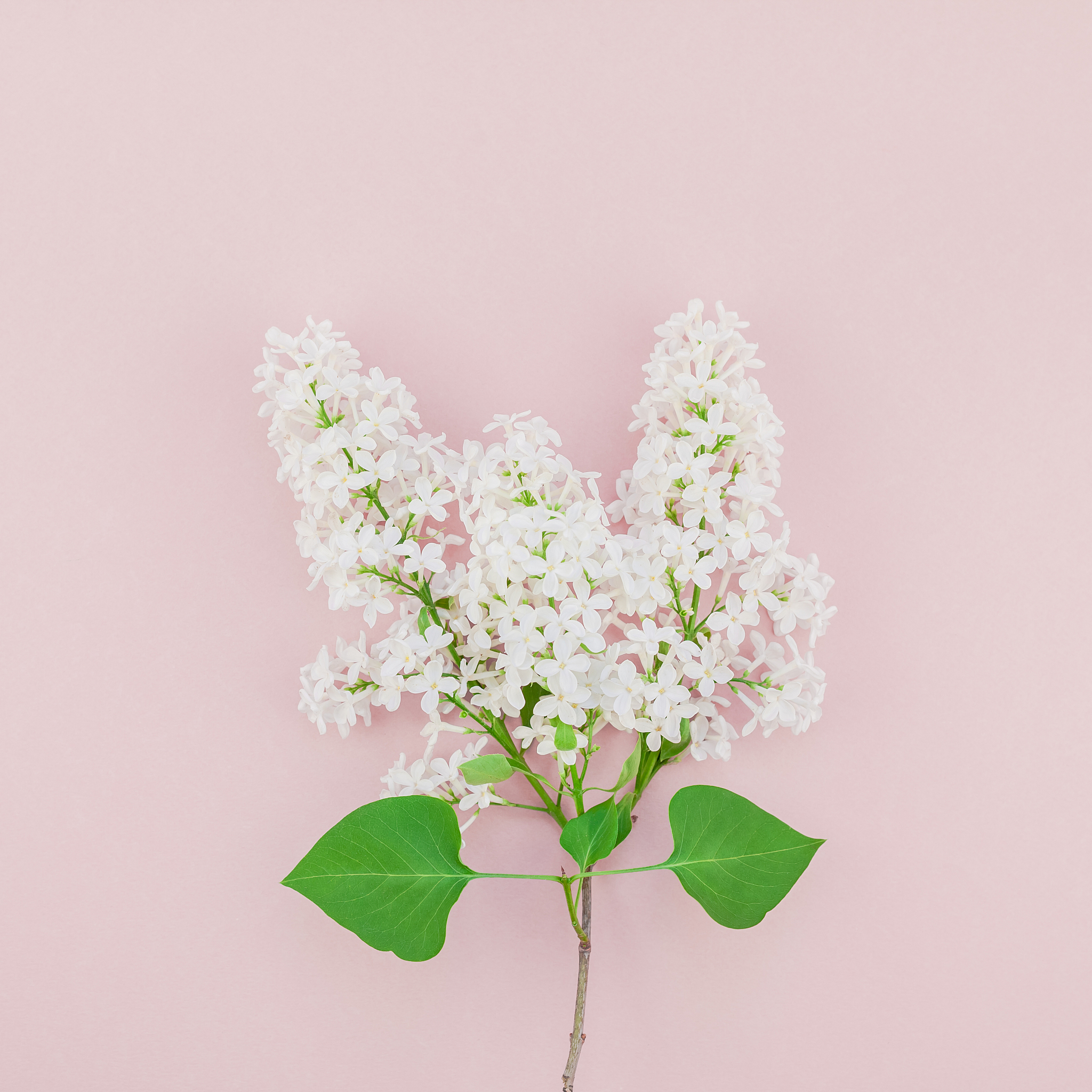 pink background with white lilac flowers