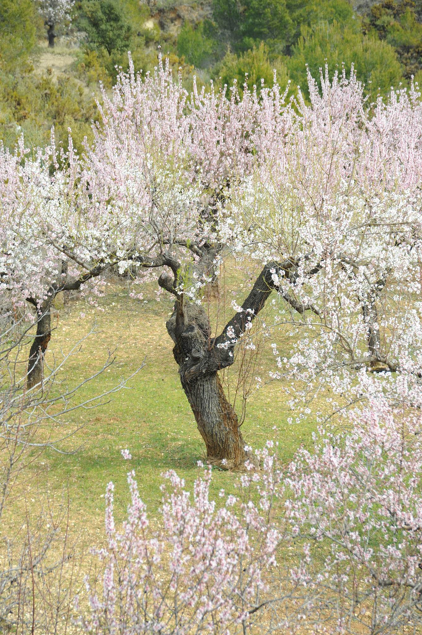 mandelblüte in spanien