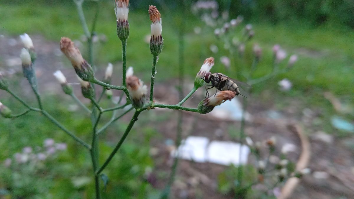 喝咖啡喝到苍蝇？恶心反应和处理方法