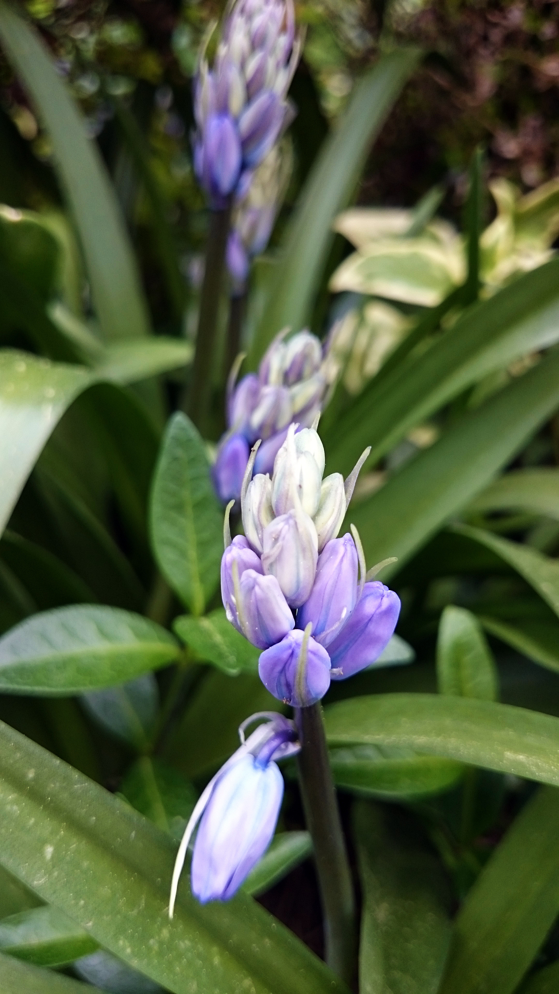 common hyacinth or hyacinthus orientalis