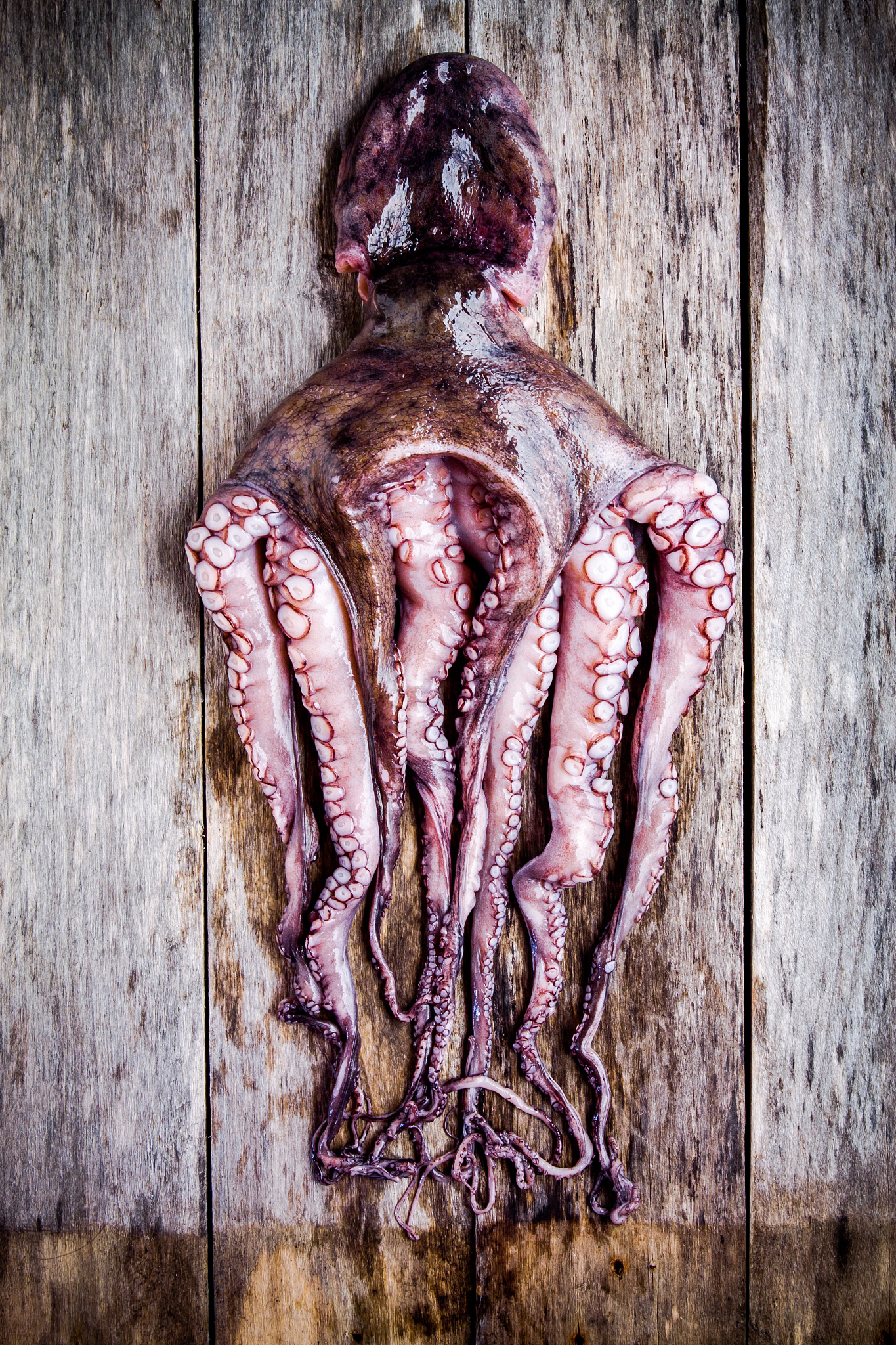 whole fresh raw octopus on a rustic table