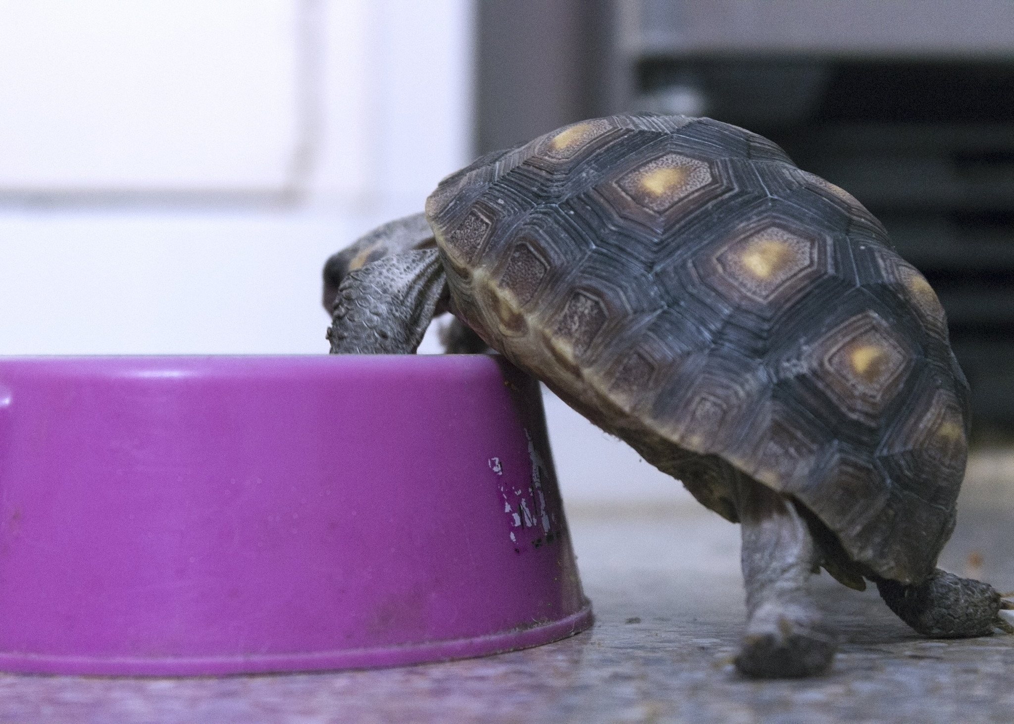 turtle baby stealing cat food