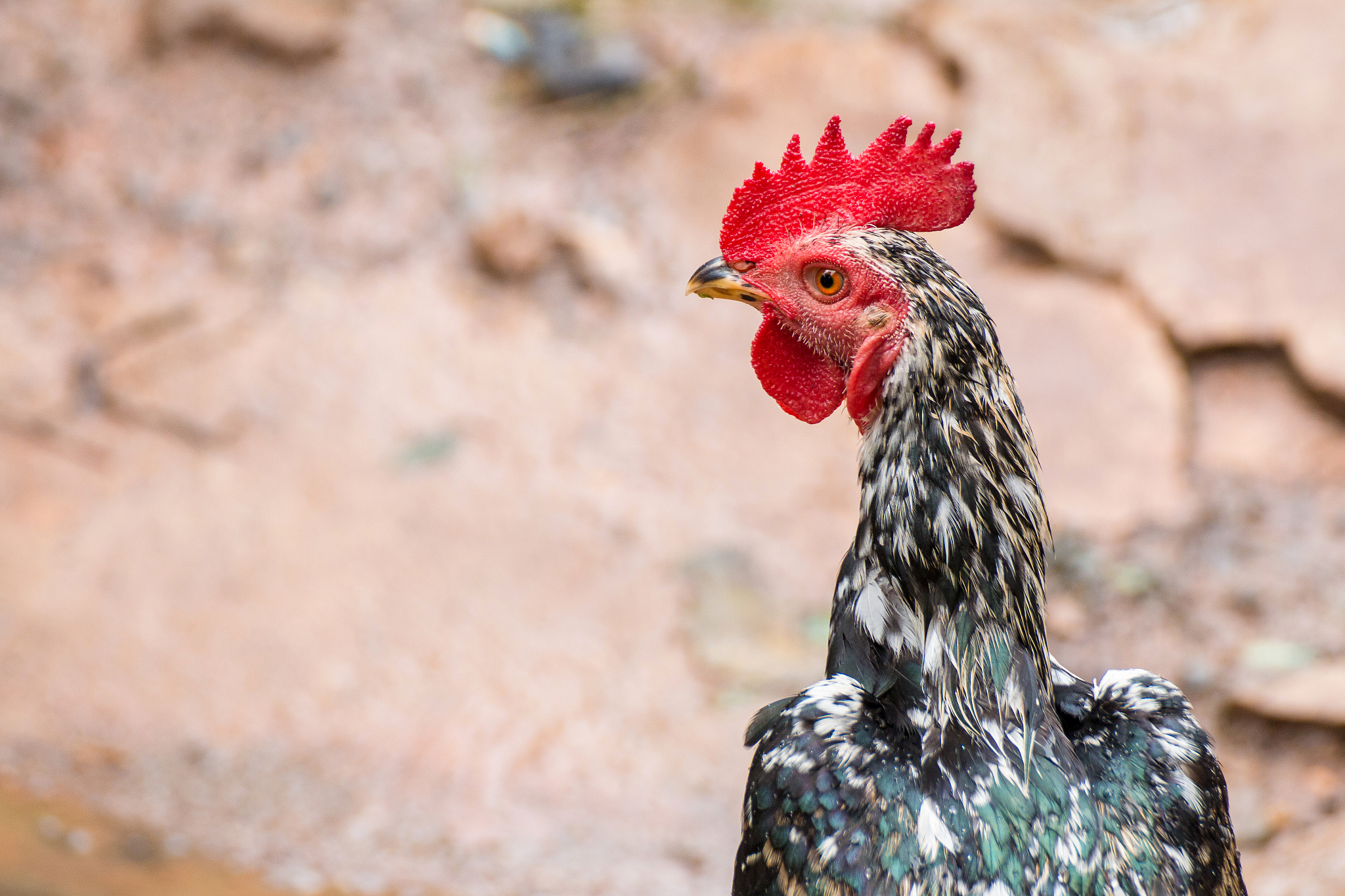 chickens are fed