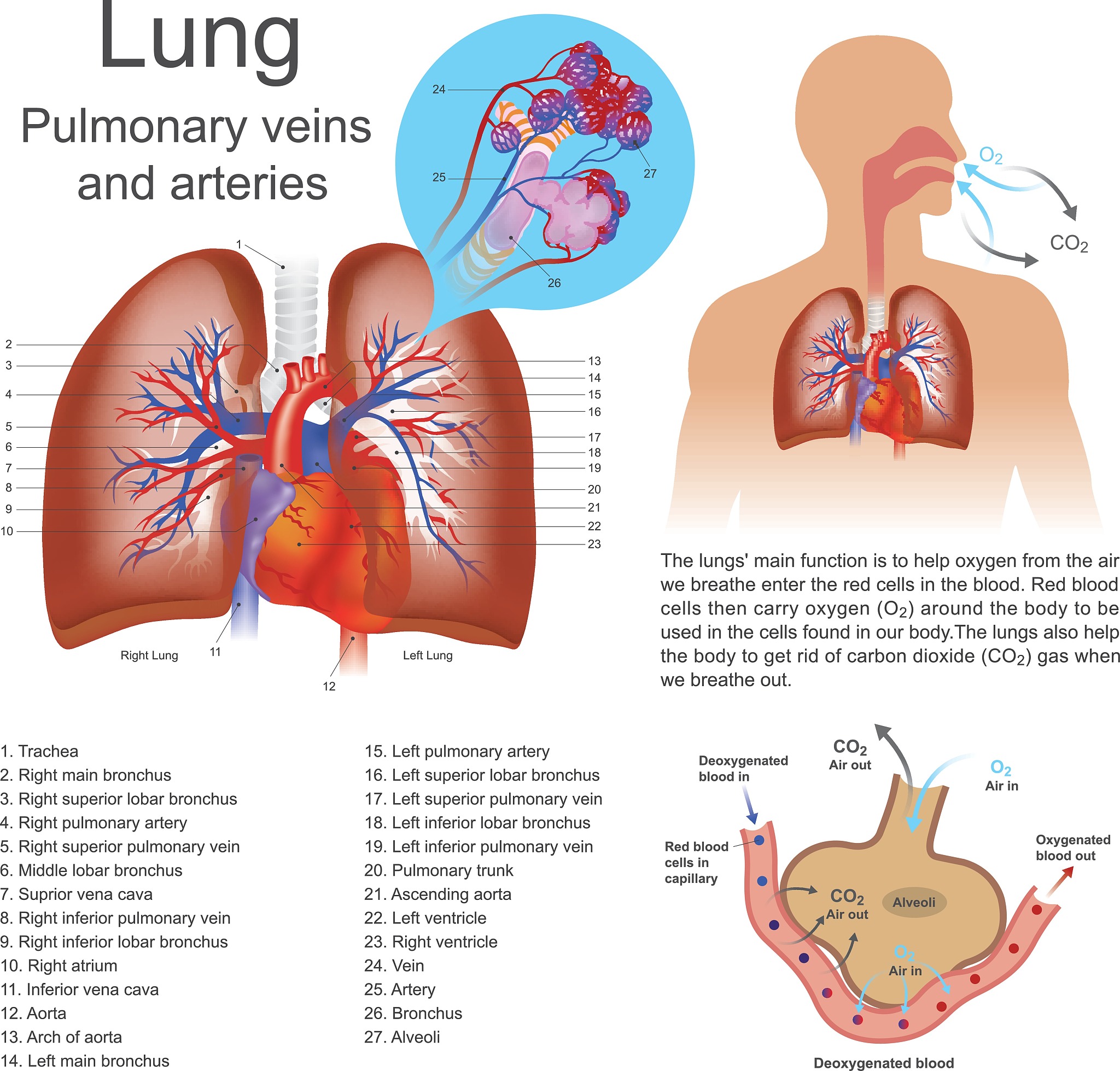 呼吸疾病治疗难题：肺纤维化、肺动脉高压症等疾病的现状