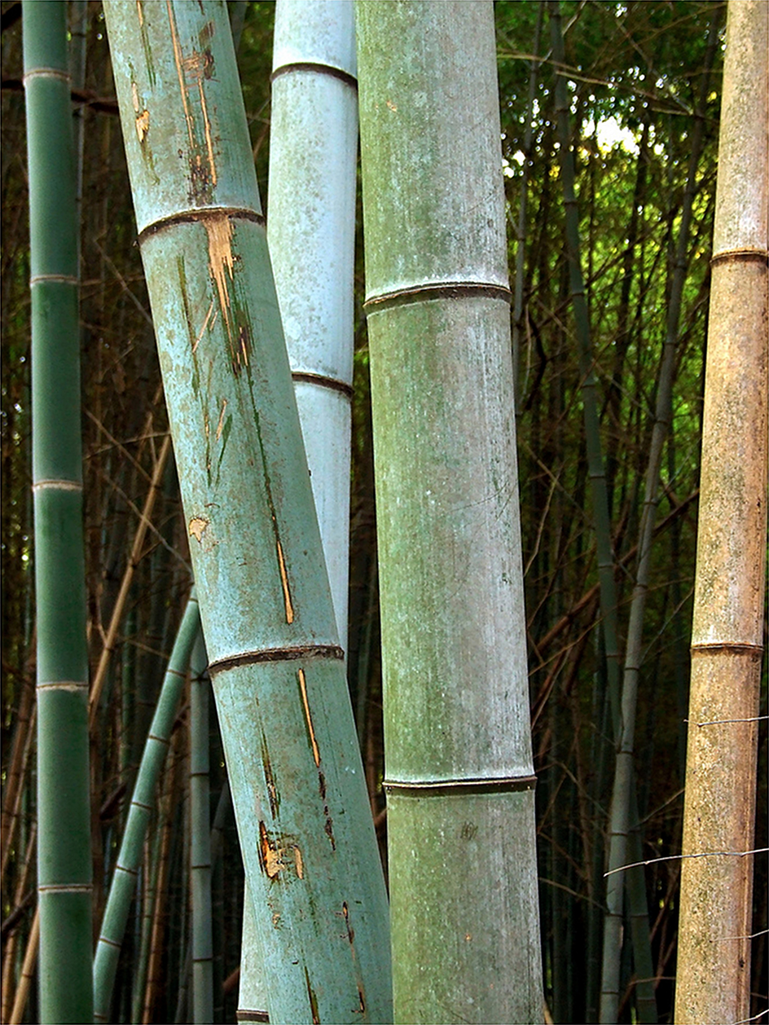 bamboo trees