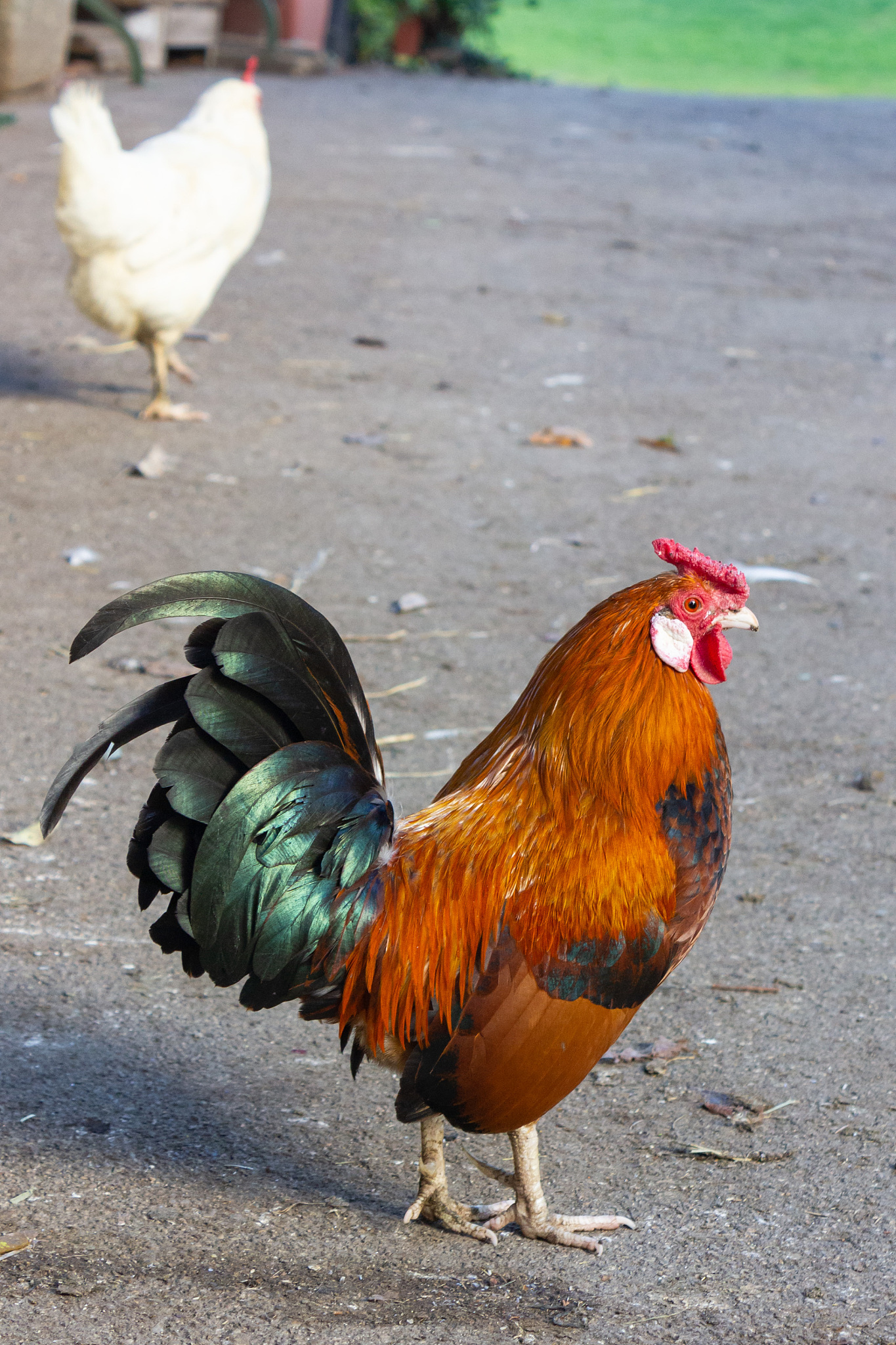 little red rooster on a chicken farm in bavaria