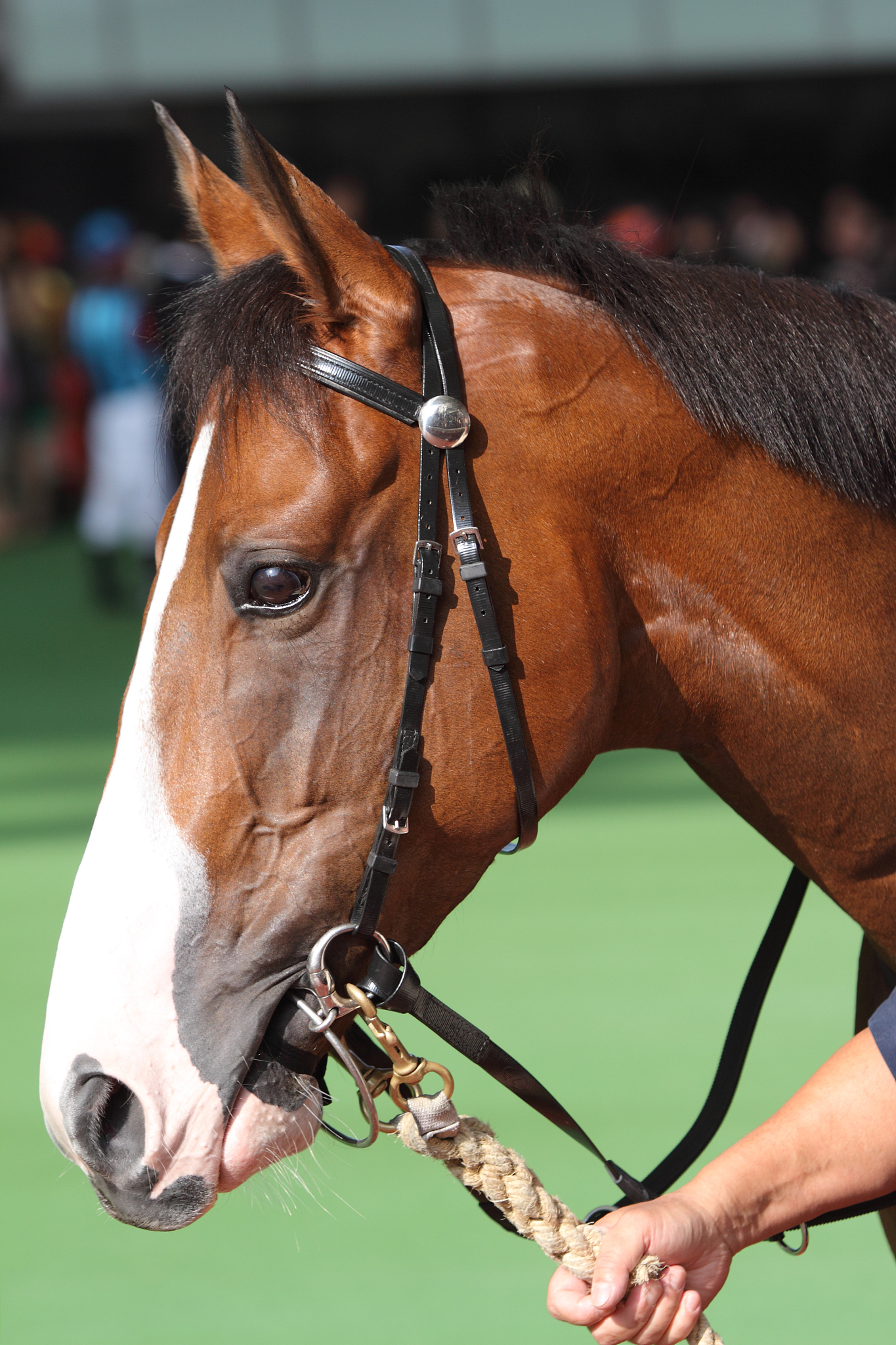 horse