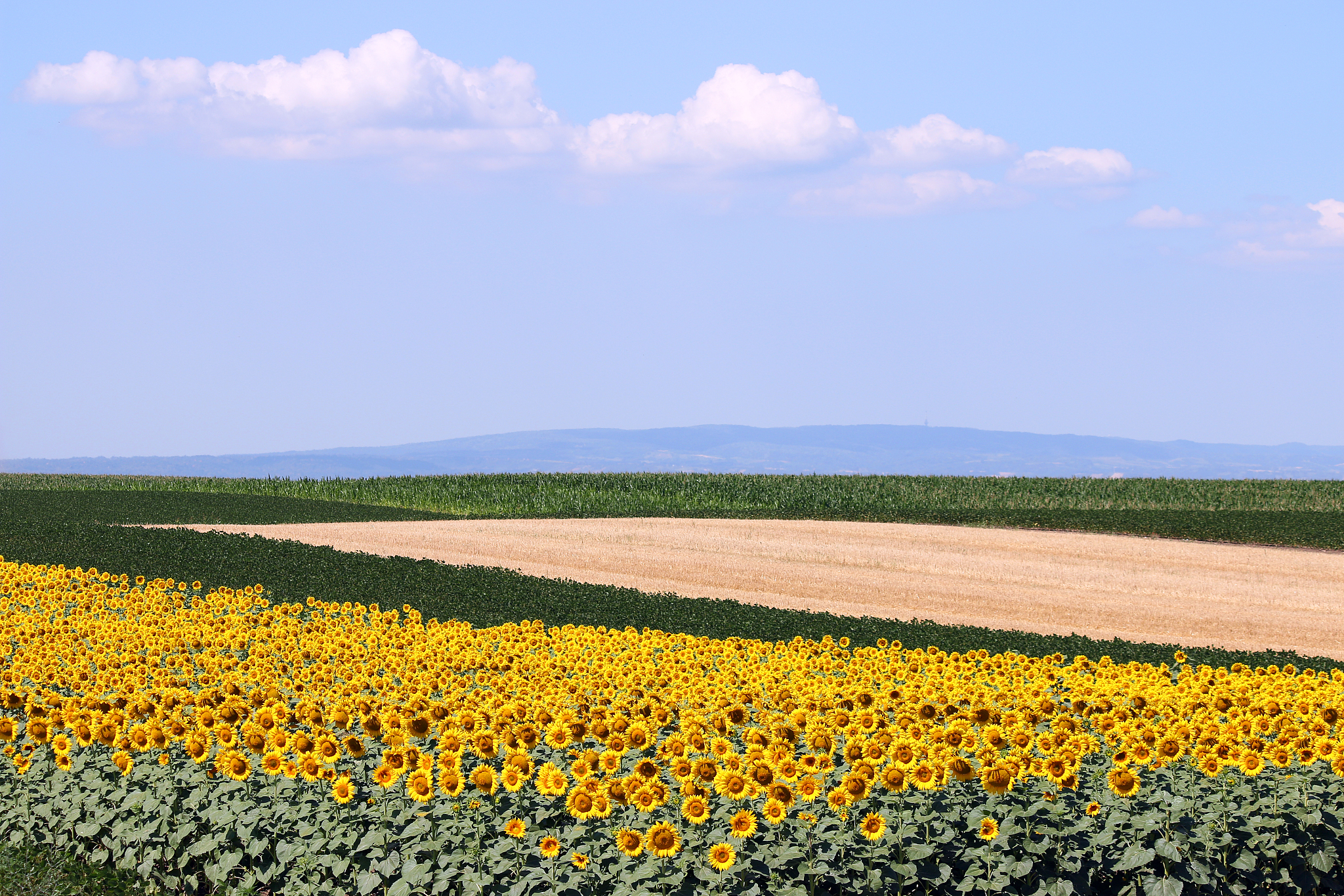 Spring Frost Severity Impacts Crop Yield: A Correlation Analysis
