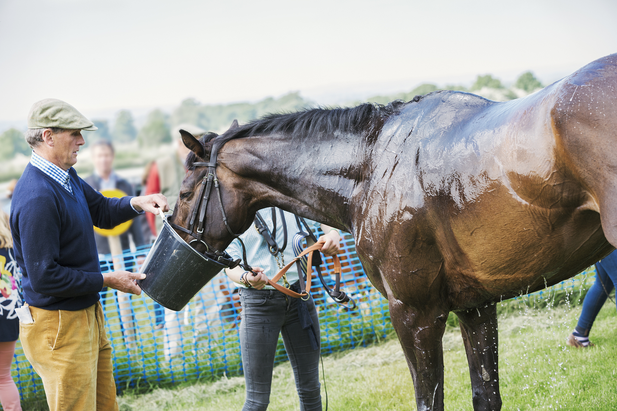 man holding a bucket, giving water to a sweating race horse afte