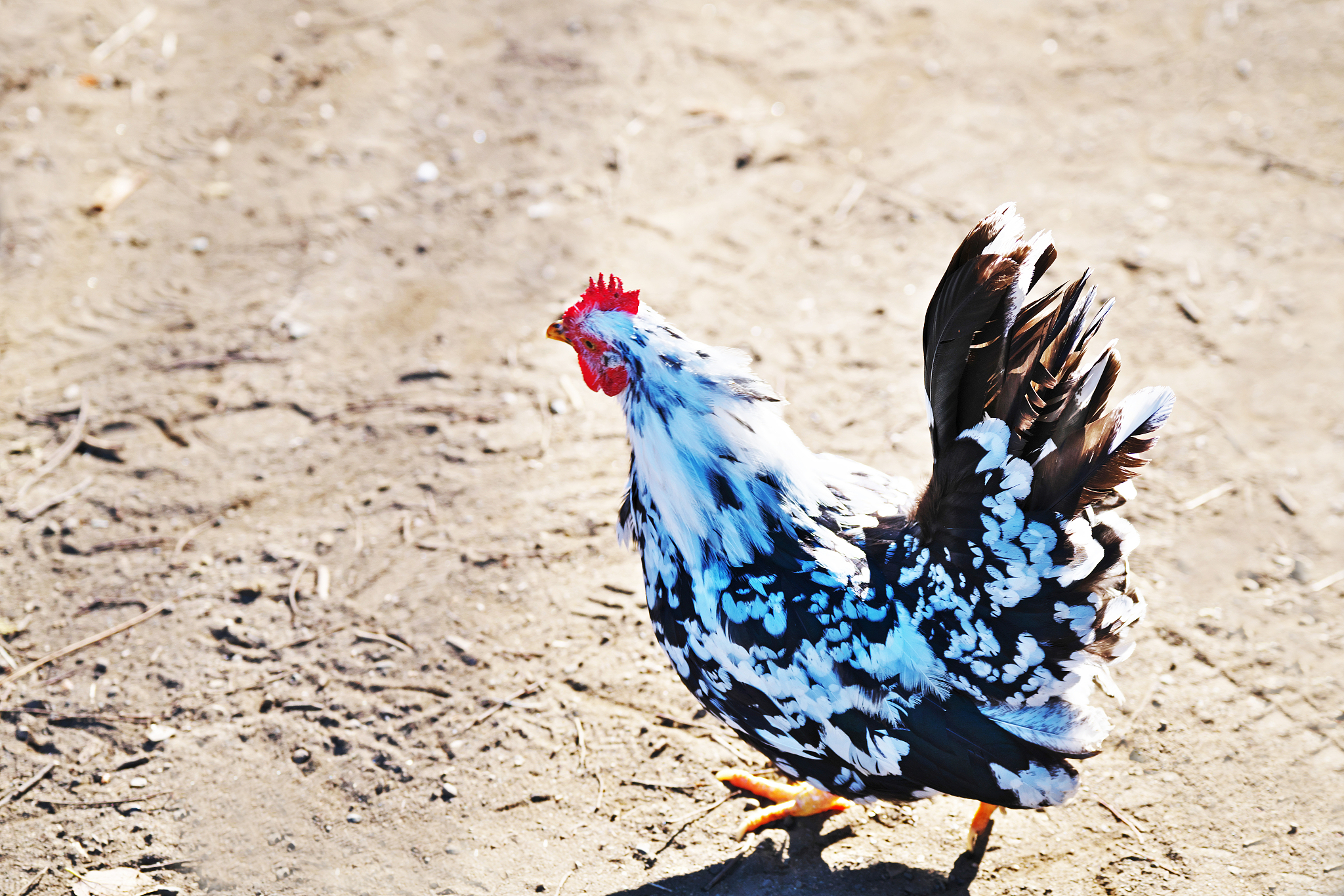 chicken
