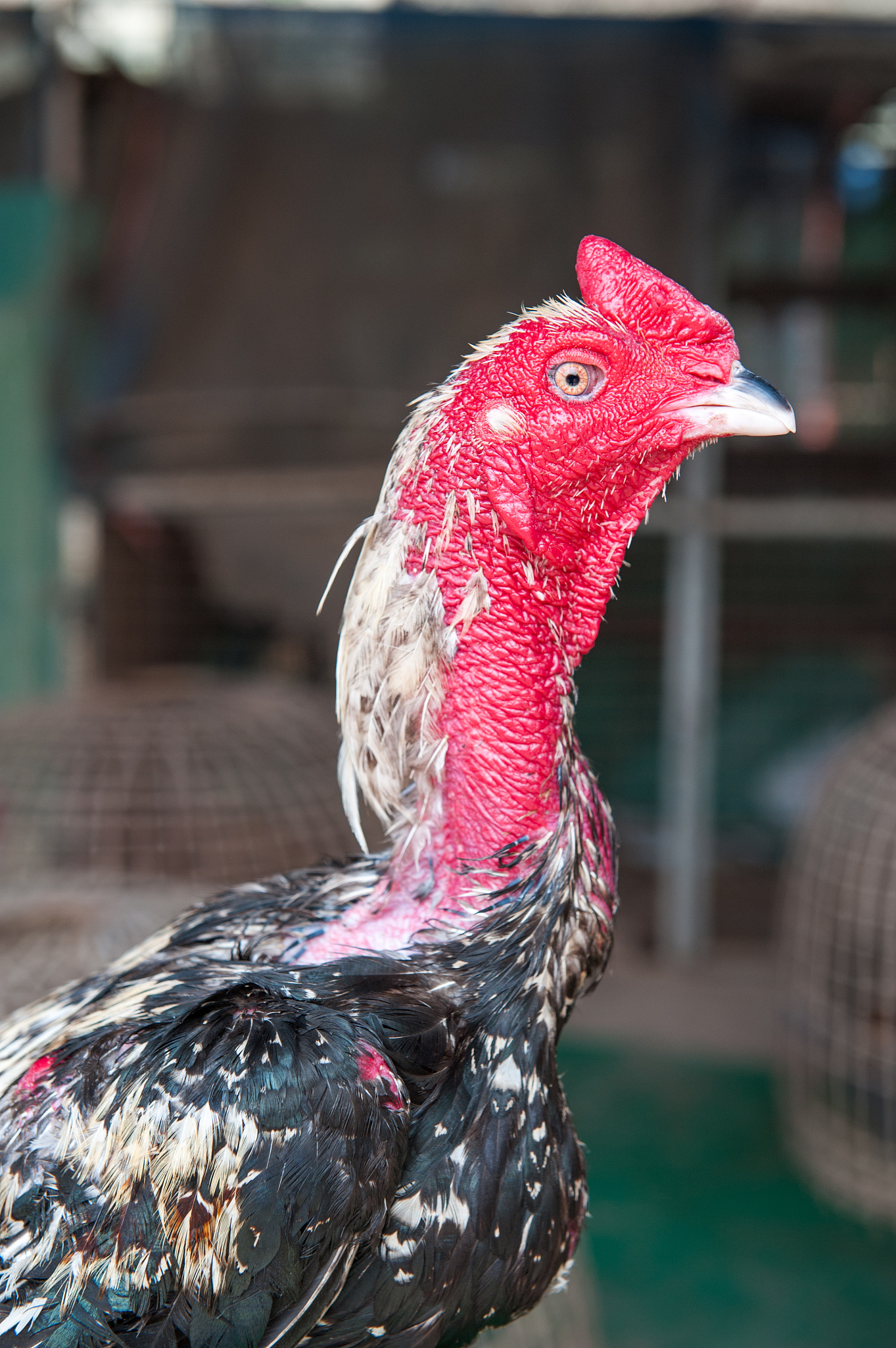 chicken