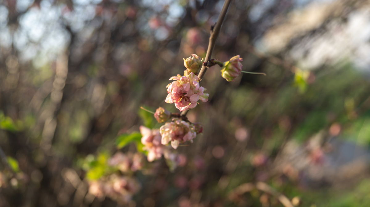 请赏析下面一段文字并给出优缺点只要想起一生中后悔的事梅花便落了下来比如看她游泳到河的另一岸比如登上一株松木梯子危险的事固然美丽不如看她骑马归来面颊温暖羞惭。低下头回答着皇帝一面镜子永远等候她让她坐到镜中常坐的地方望着窗外只要想起一生中后悔的事梅花便落满了南山。