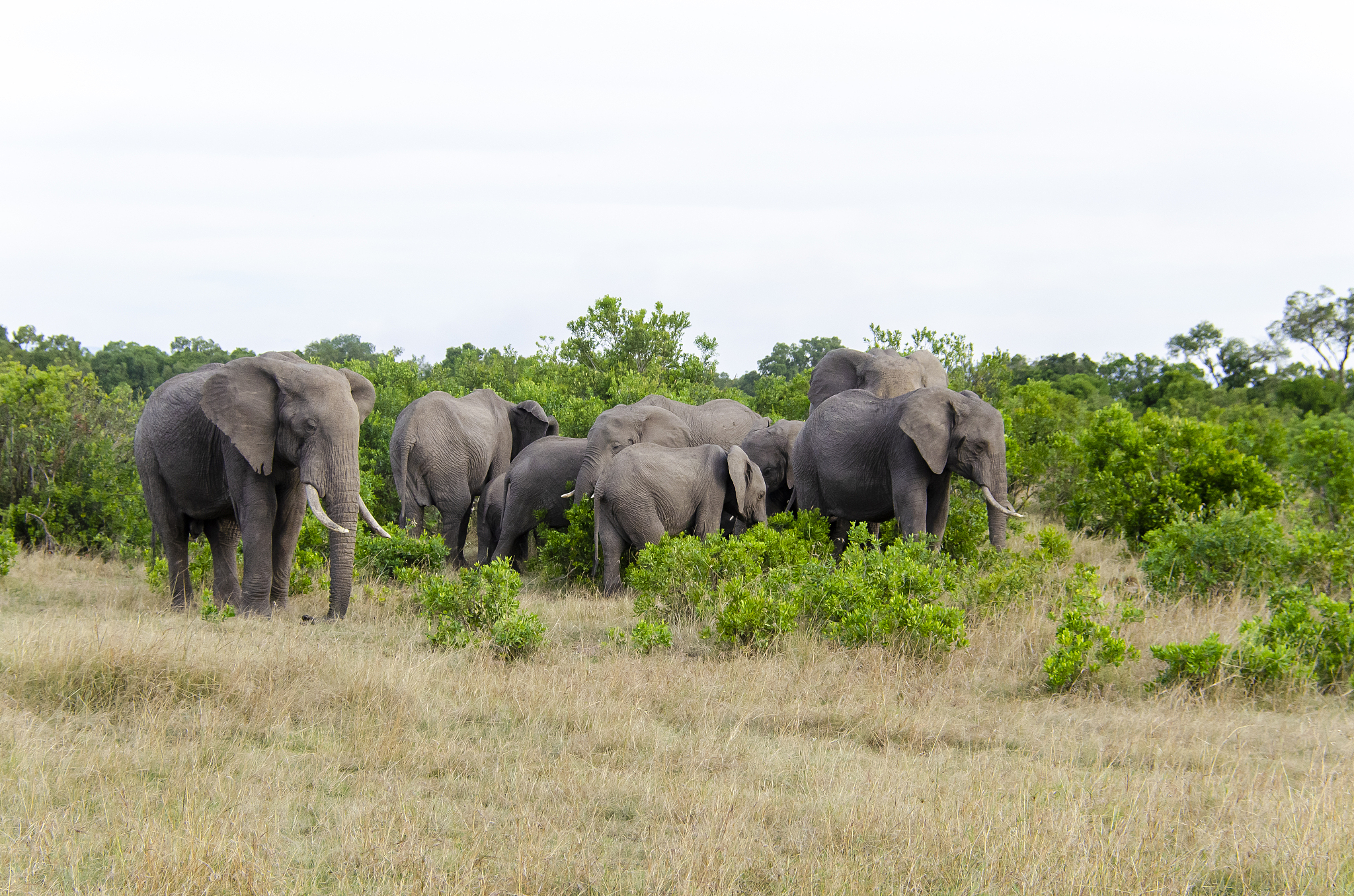 an elephant herd in the bushes of masai mara national reserve du