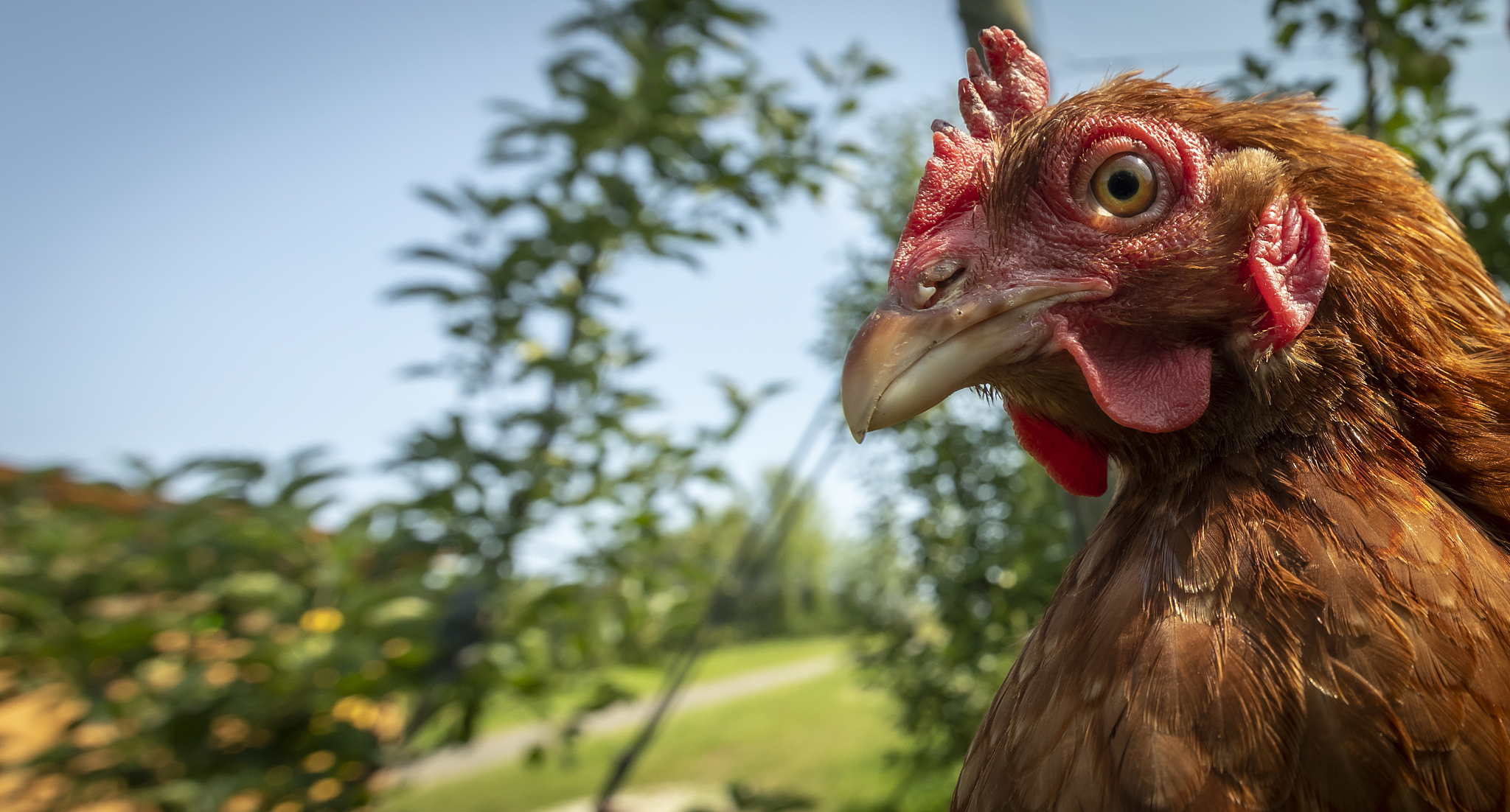 chicken