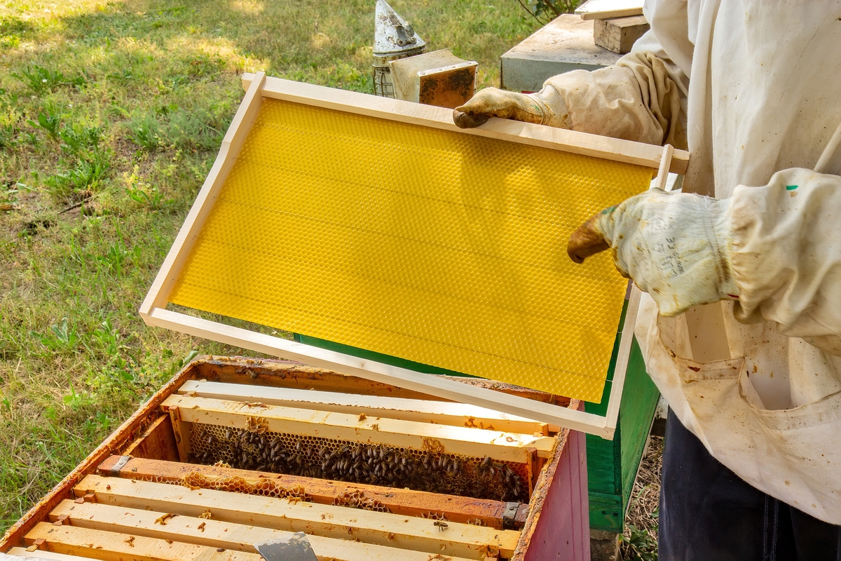 为智能蜂箱起一个高级的项目名称