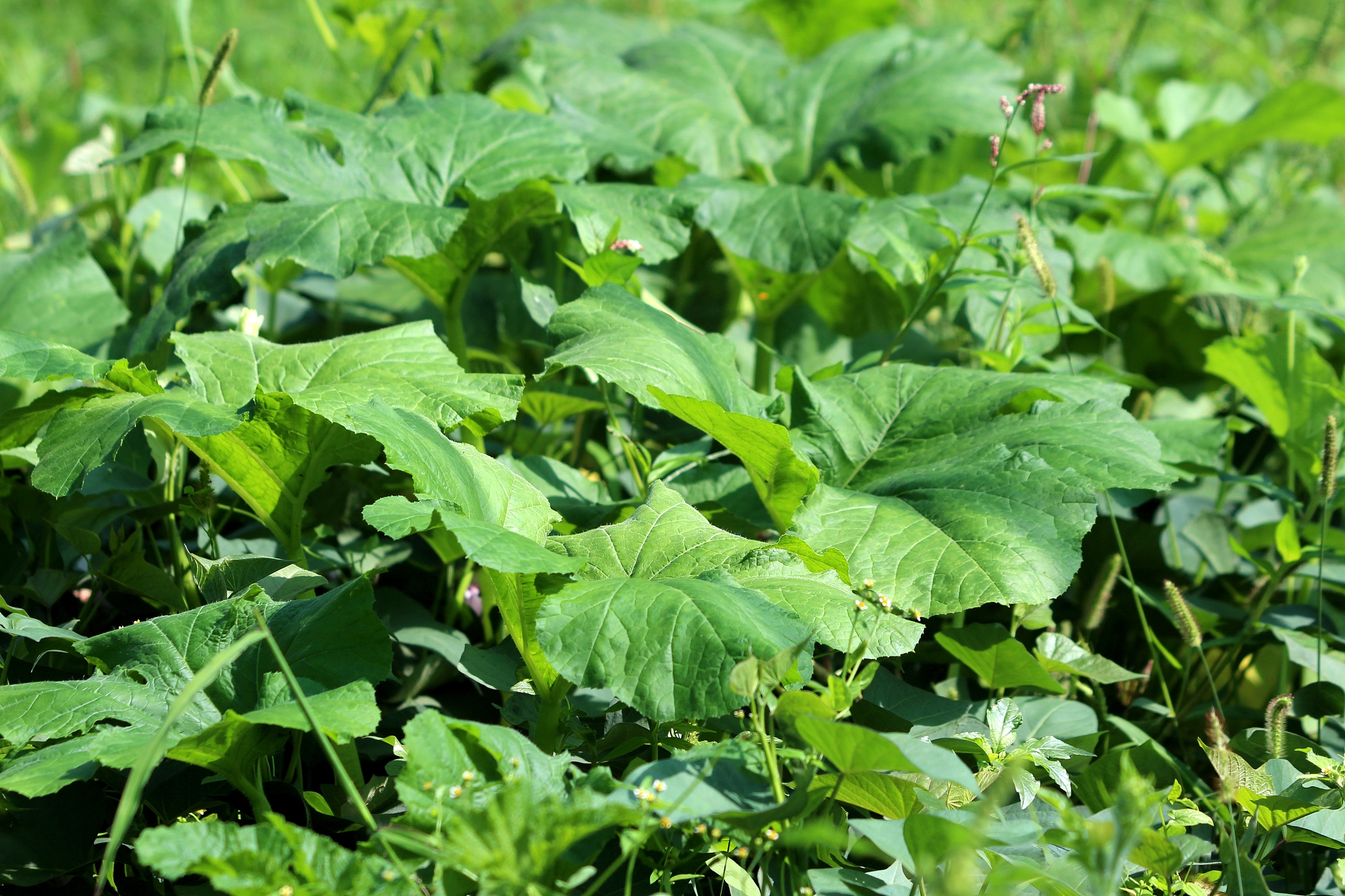 densely planted large dark green thick pumpkin plant leaves in l