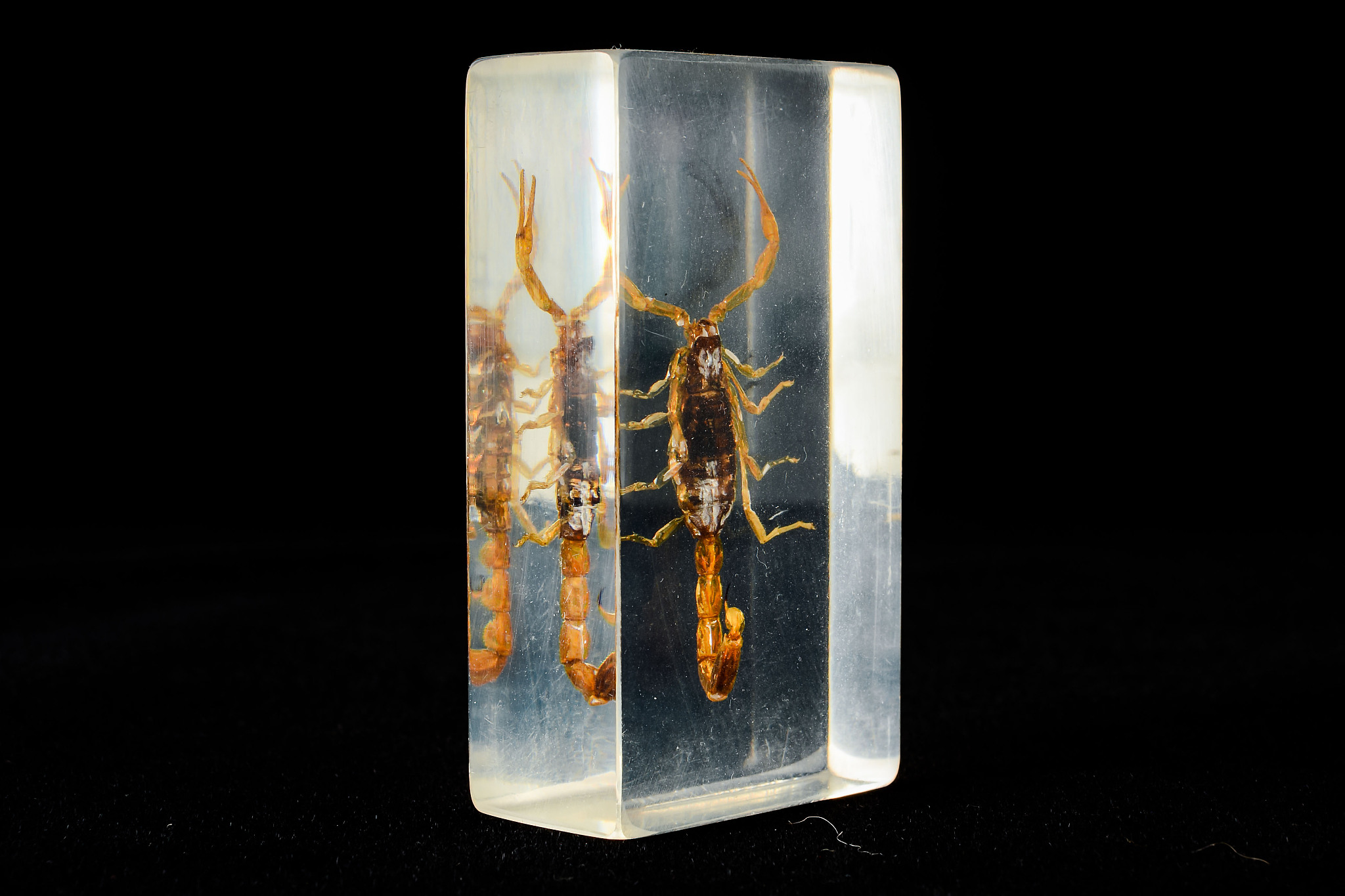 蝎子酒能喝吗？详细解析蝎子酒的利与弊