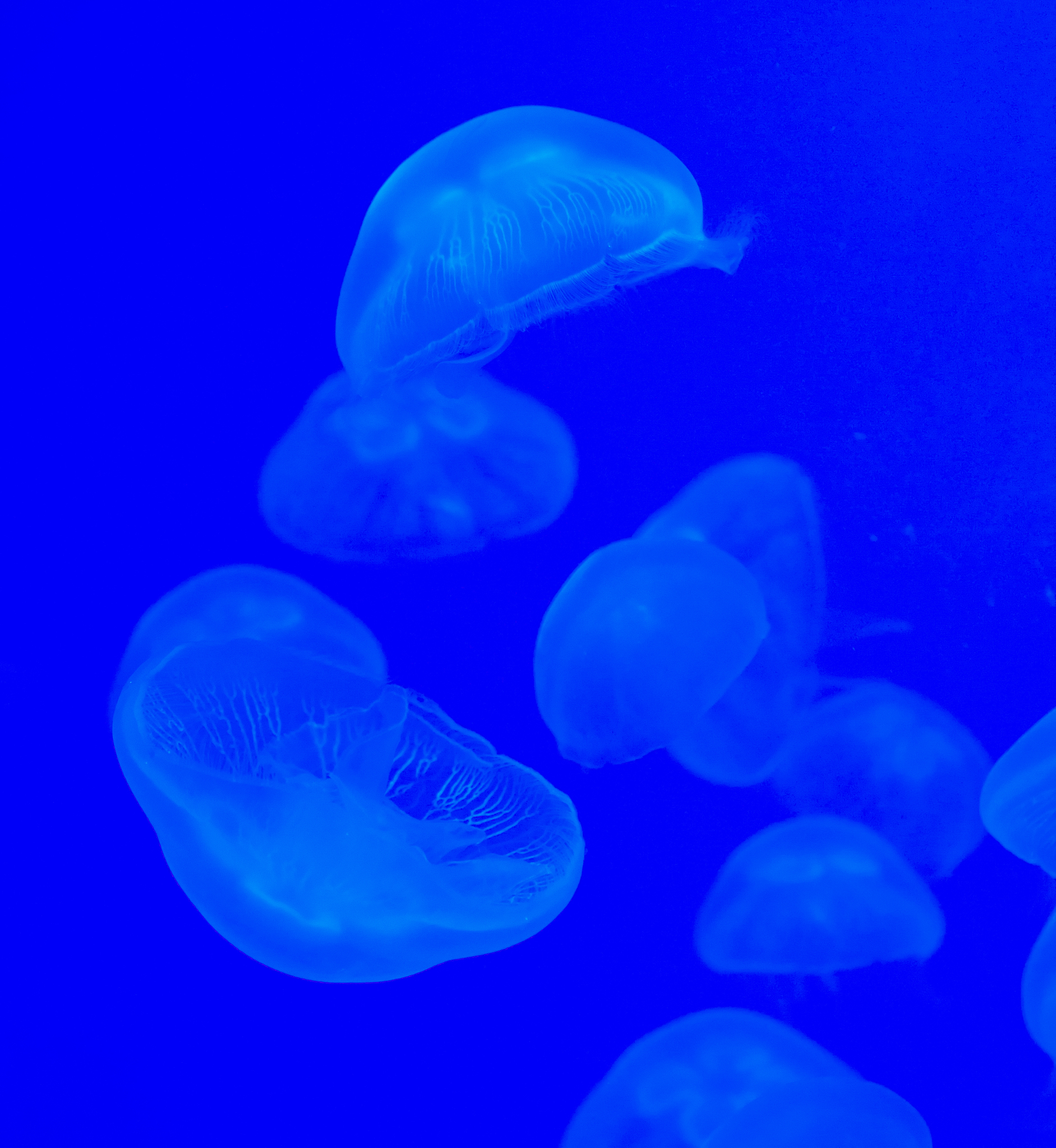 jellyfishes