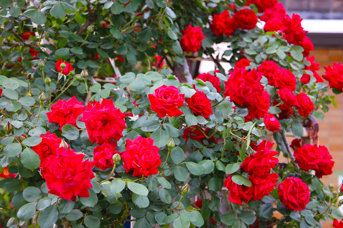 玫瑰和月季的区别200字左右详细描述一下