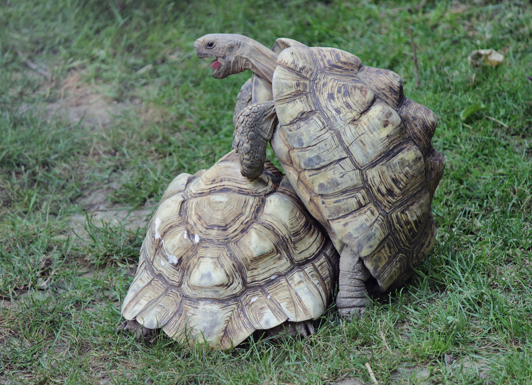 turtles