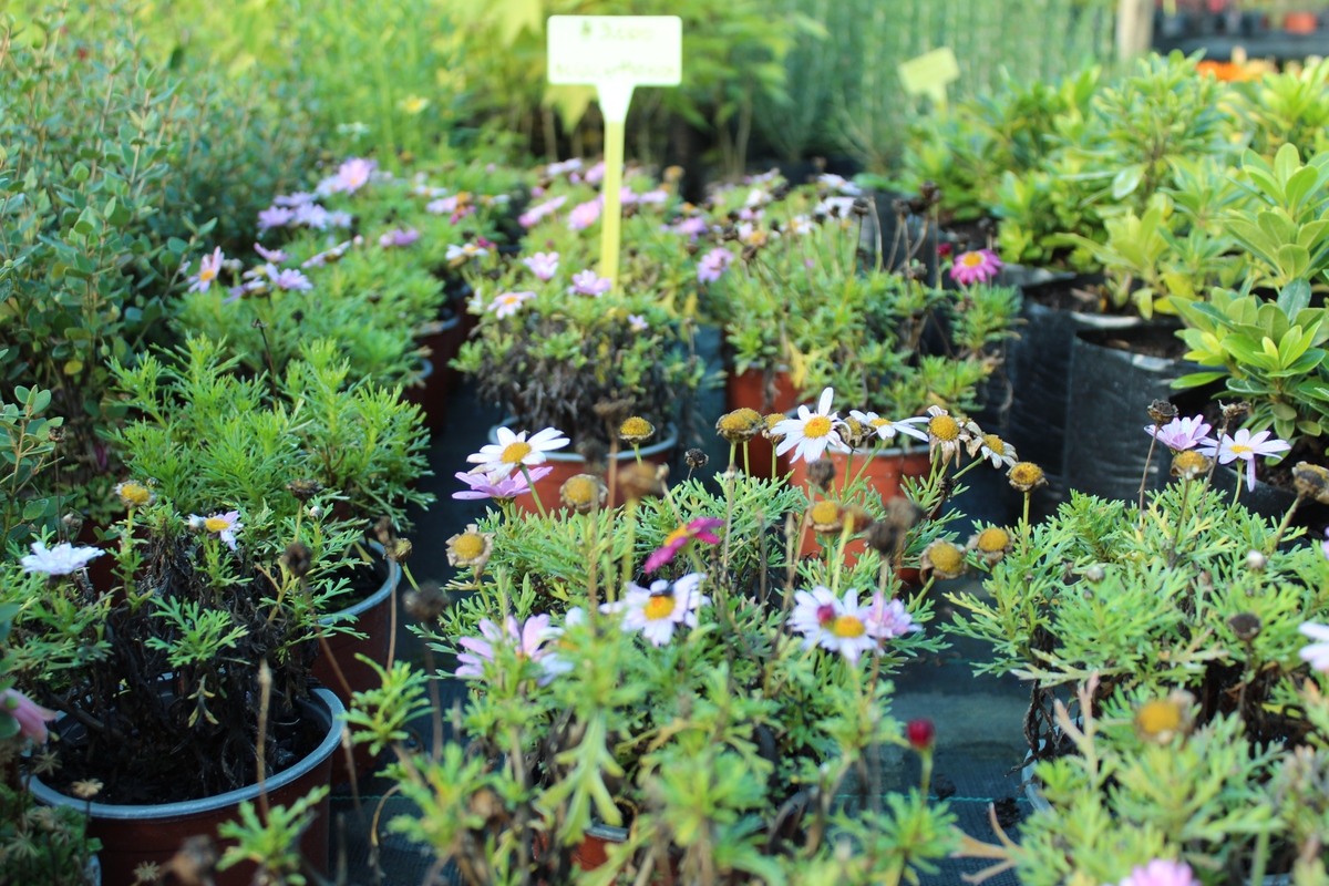 用英语写一段关于Aphmeir的品牌故事该品牌主营仿真植物以及其他家居装饰用品不要超过800字符。