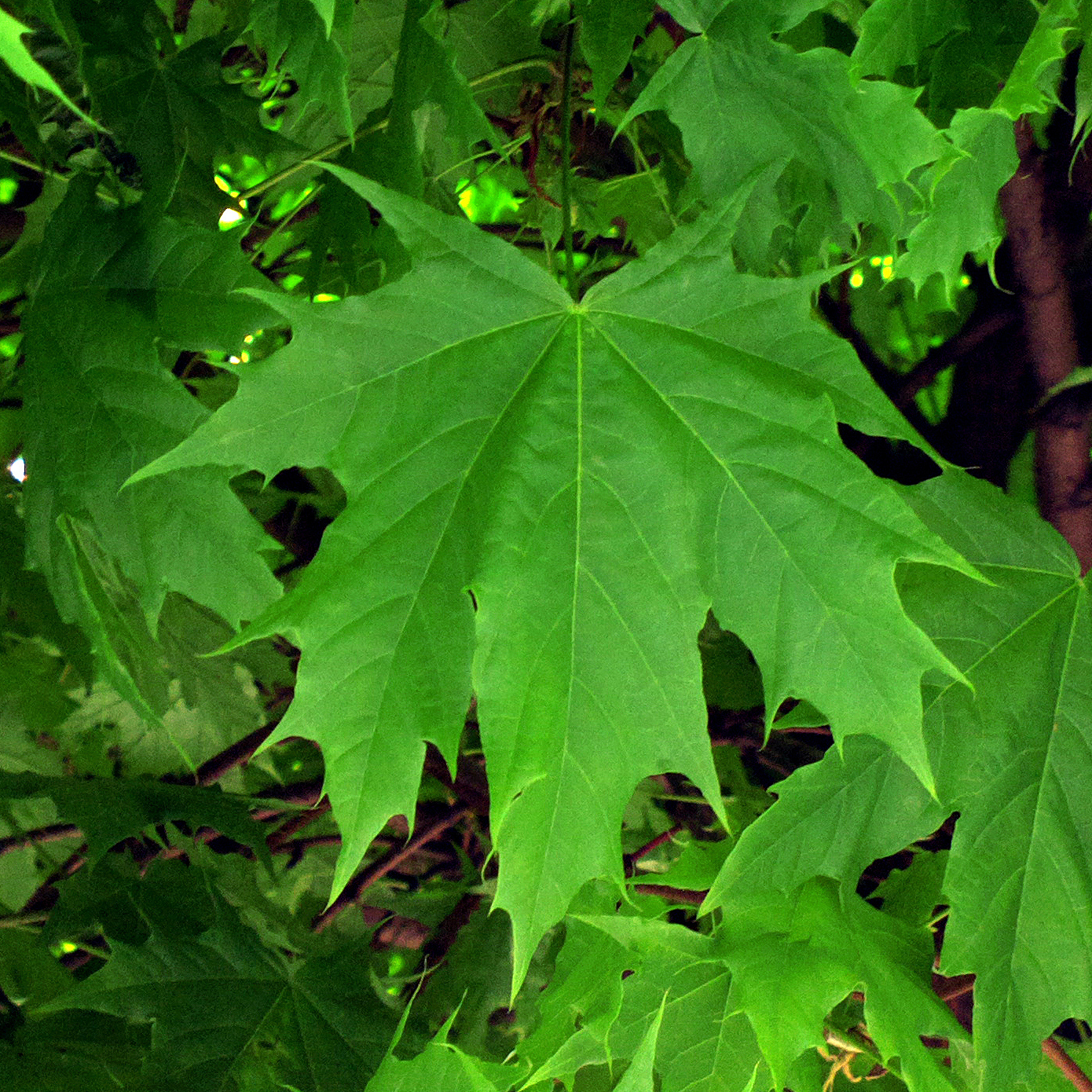 green leaves.