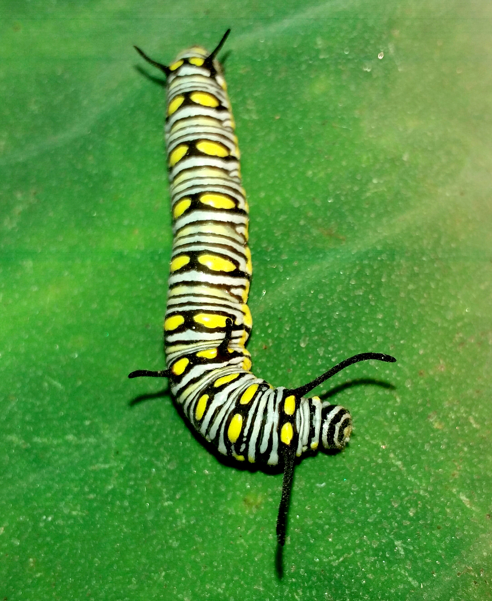 JOURNAL OF INSECT PHYSIOLOGY: 昆虫生理学研究领域的权威期刊