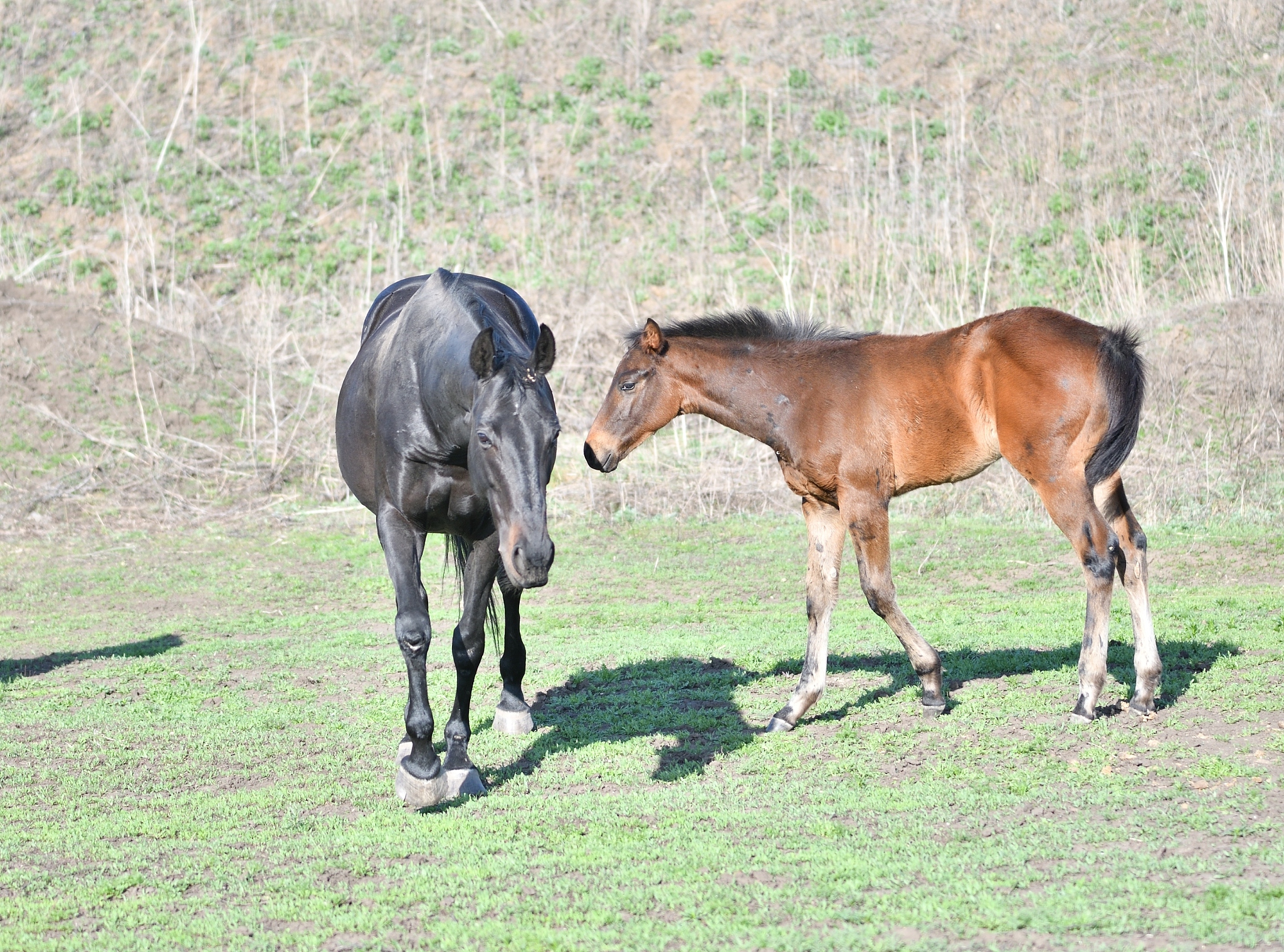 horses at the farm