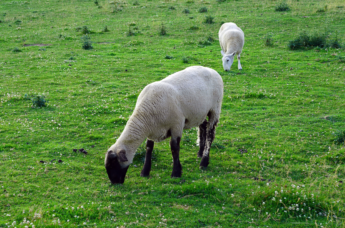 呼伦贝尔草原特有动物属、种
