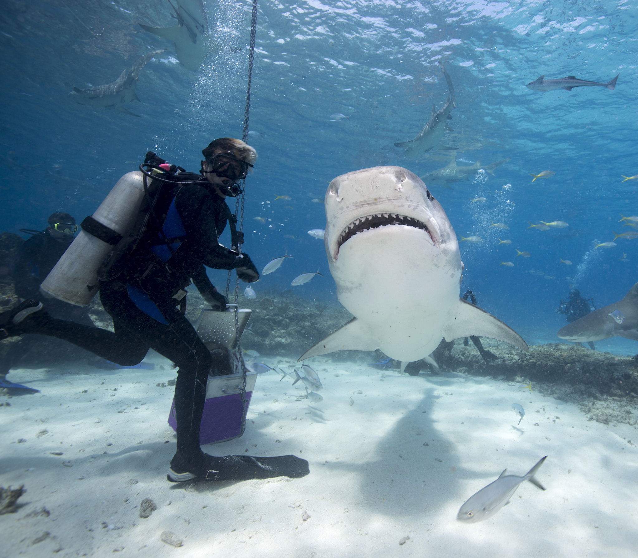 五十知天命是什么意思