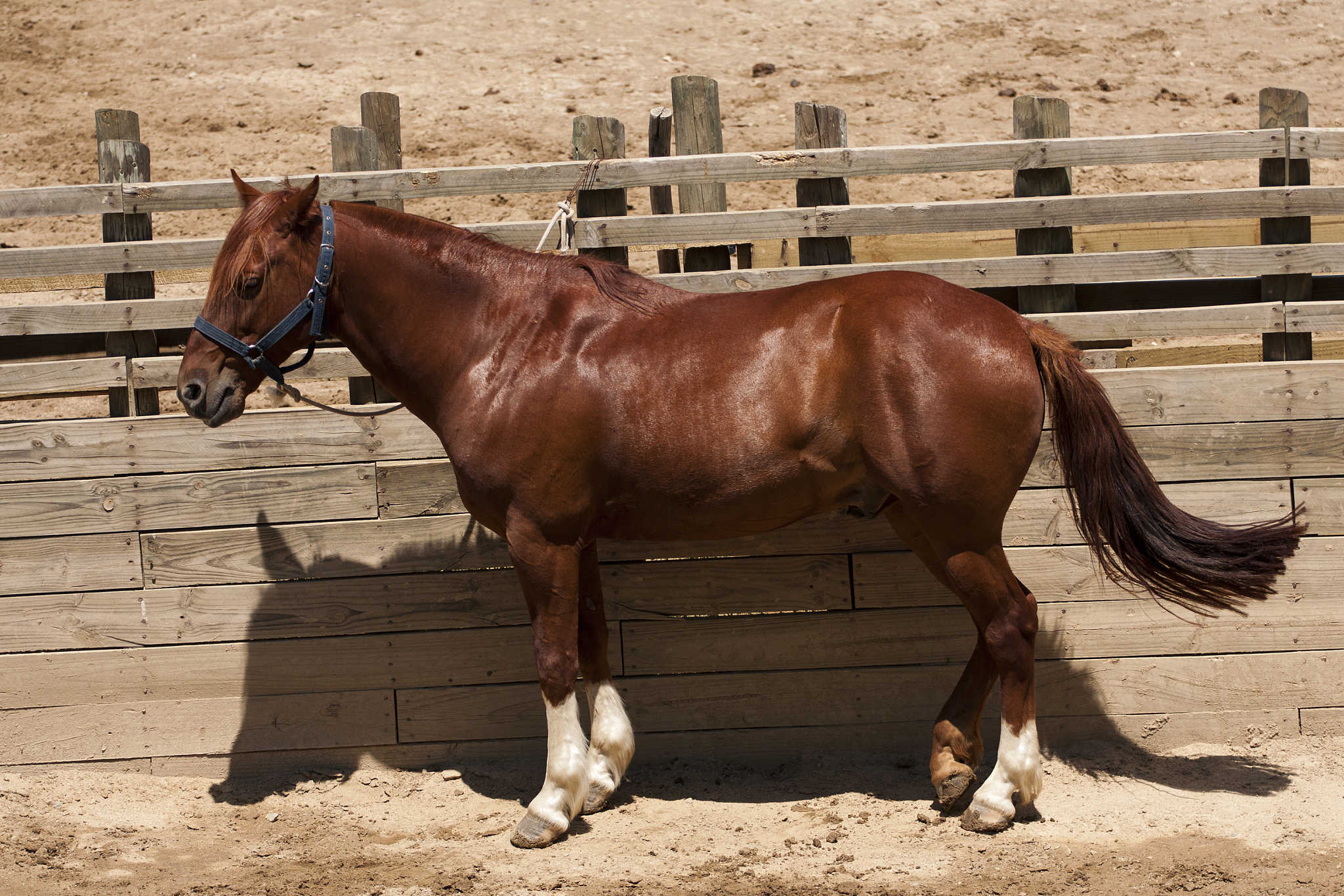 brown horse