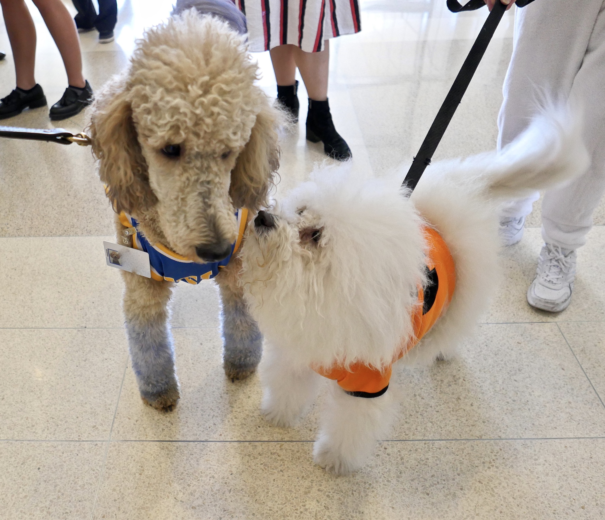 写10条关于宠物重要性的文章长标题