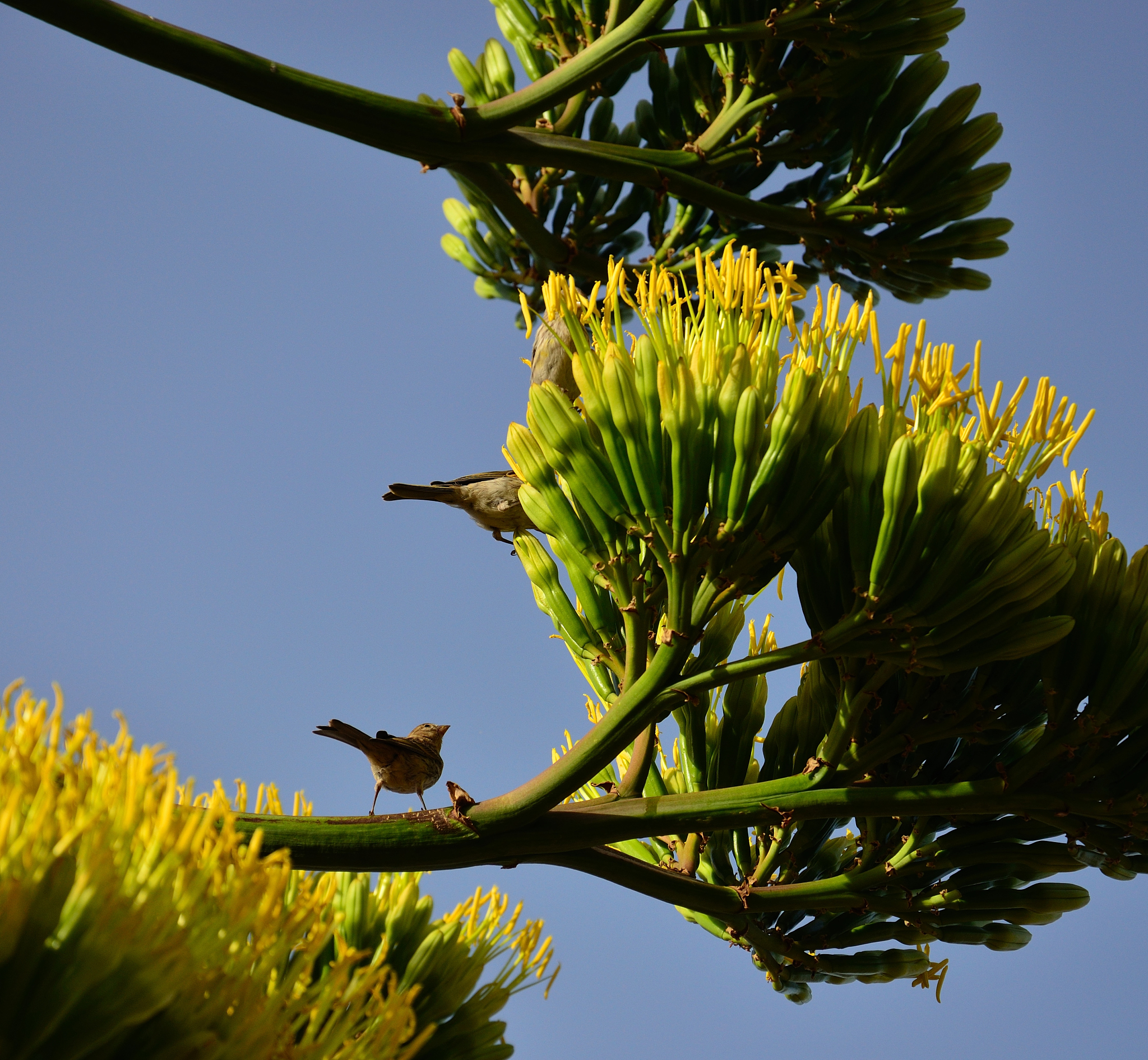 用西班牙语翻译：译者进行这次翻译的目的是探索对等功能理论在翻译实践中的应用意义在于帮助读者能以自己熟悉的语言了解该杂志的意义让大家认识到更多的鸟类并且让人类知道全球生物多样性普遍受威胁的形势还在持续恶化。同时提高译者的翻译技能词汇应用和语言表达能力学习到更多的翻译技巧。