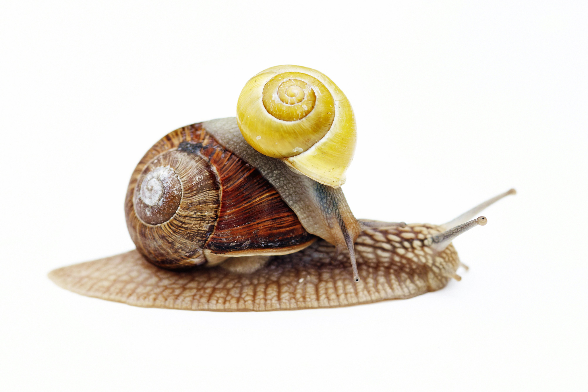 续写一篇100字的童诗以星星太贪玩迷路了由于是白天星星找不到同伴于是星星向蜗牛求助……为线索要求幽默有趣带点讽刺意味