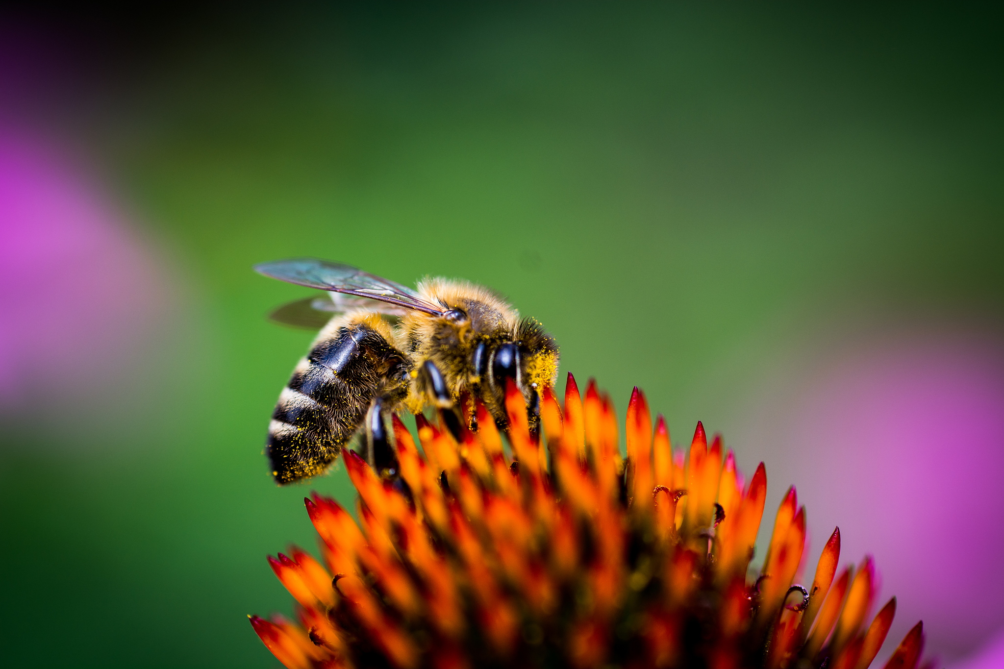 广东海洋大学昆虫学实习心得：抓虫、分类、认识自然