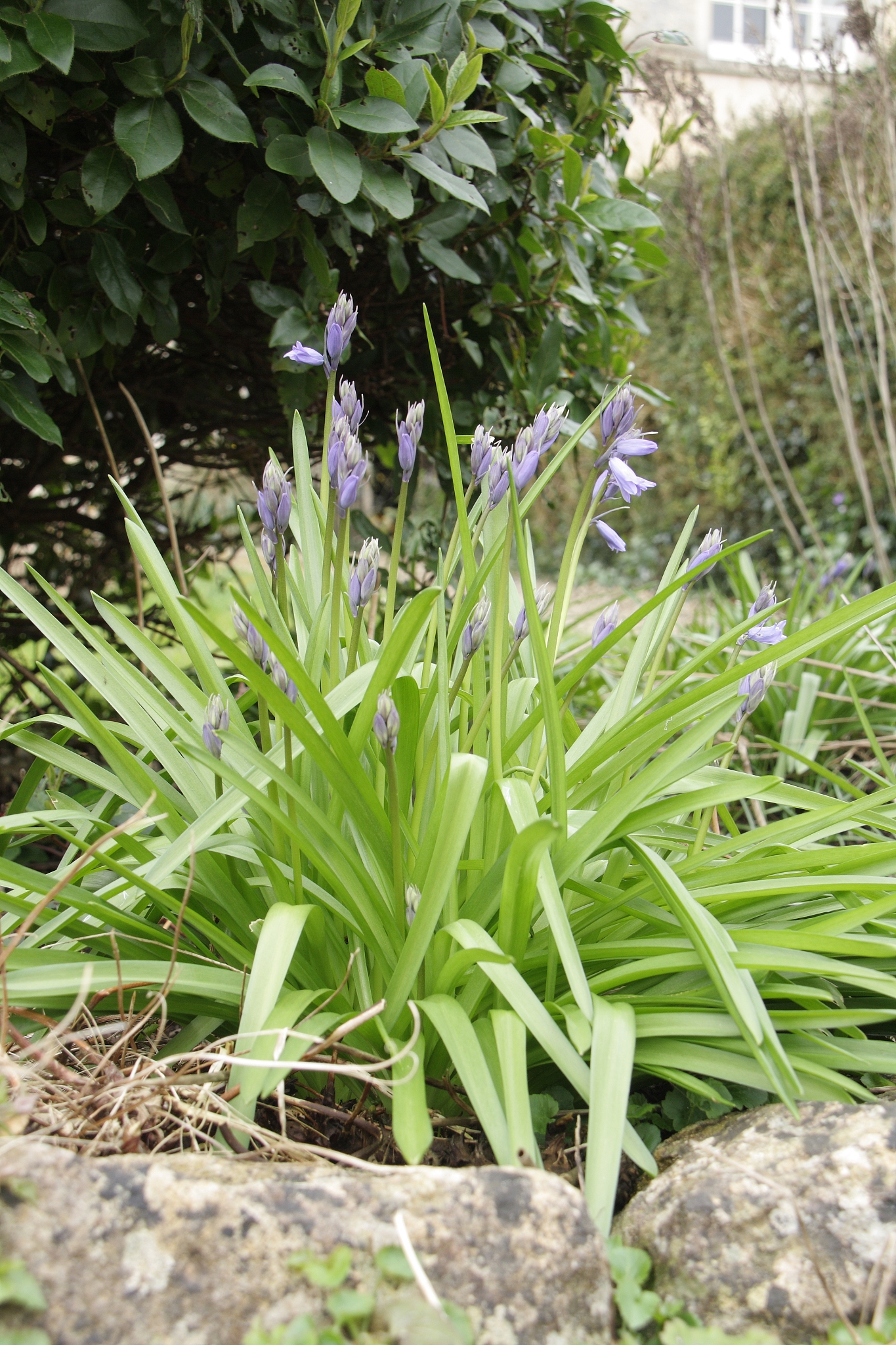spring flowers in cirencester