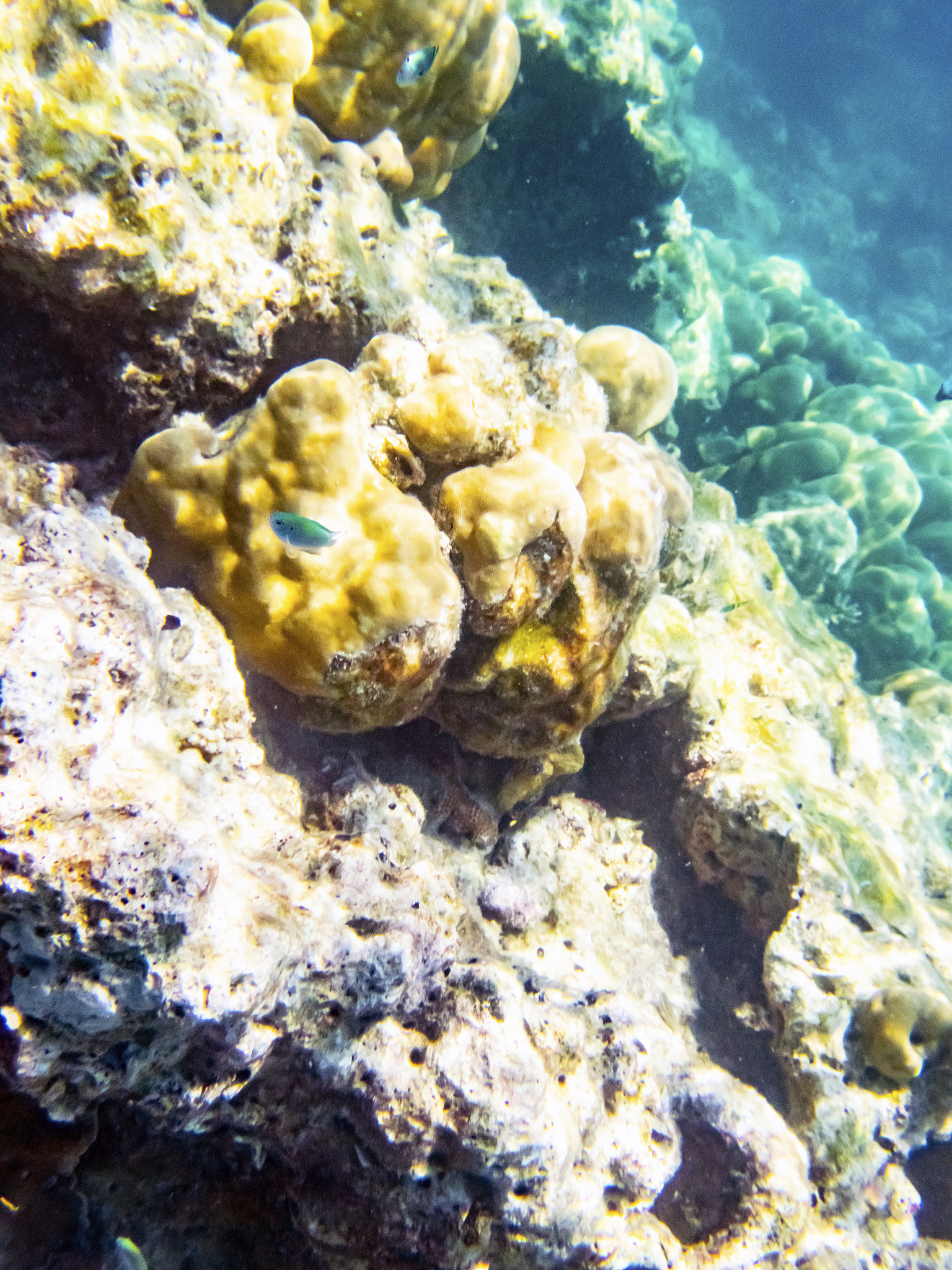 海栖热孢菌：海洋生态系统的关键角色