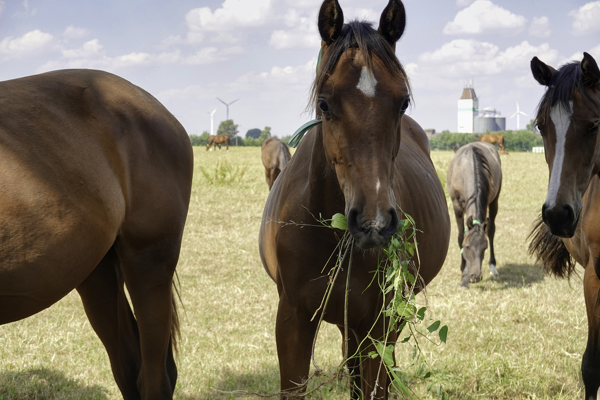horses on the pasture