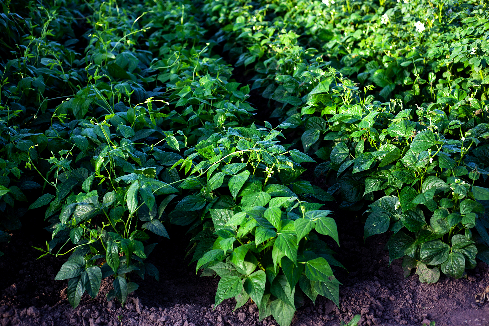beautiful well-groomed bushes flowering beans in the beds top vi