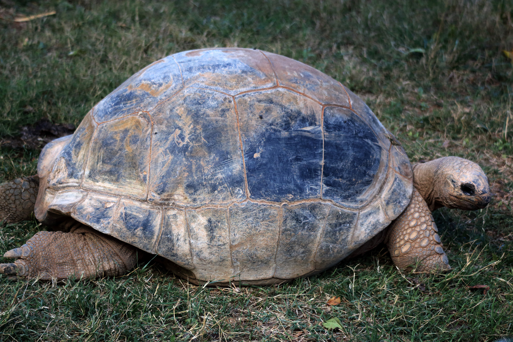 turtle
