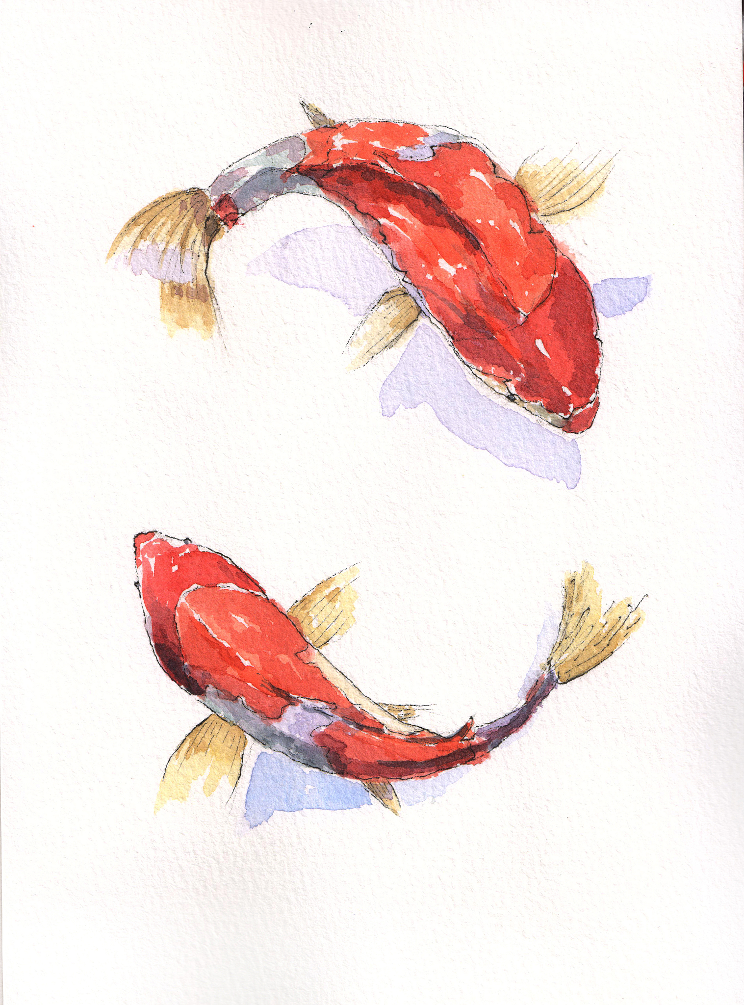 大鲤鱼水彩画的创作说明怎么写