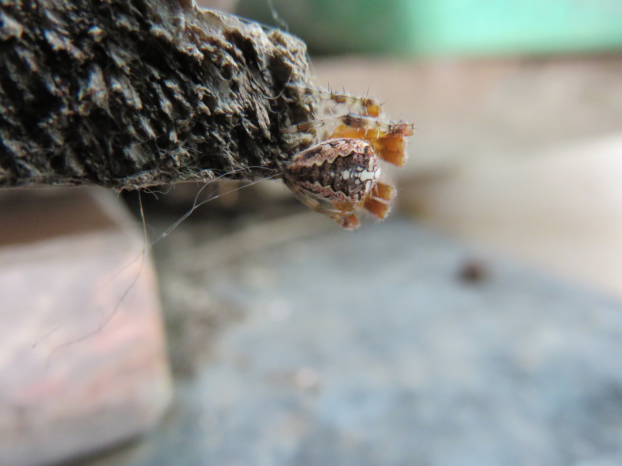 araneus diadematus