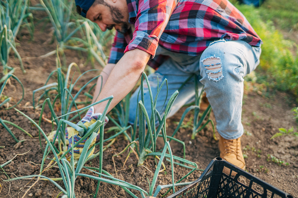 帮我写一个割二刺螈韭菜的策划案