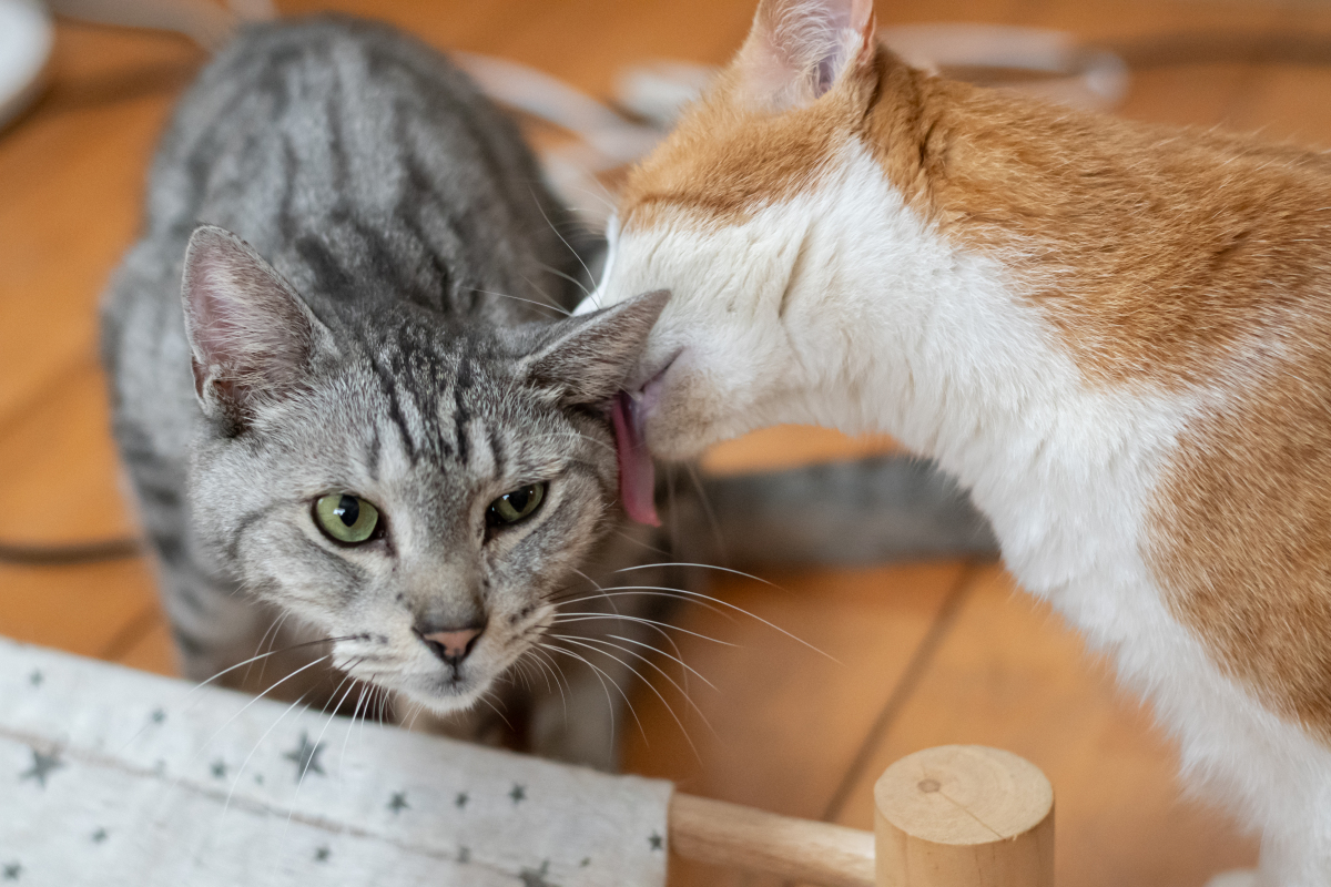 和谐相处的猫图片大全
