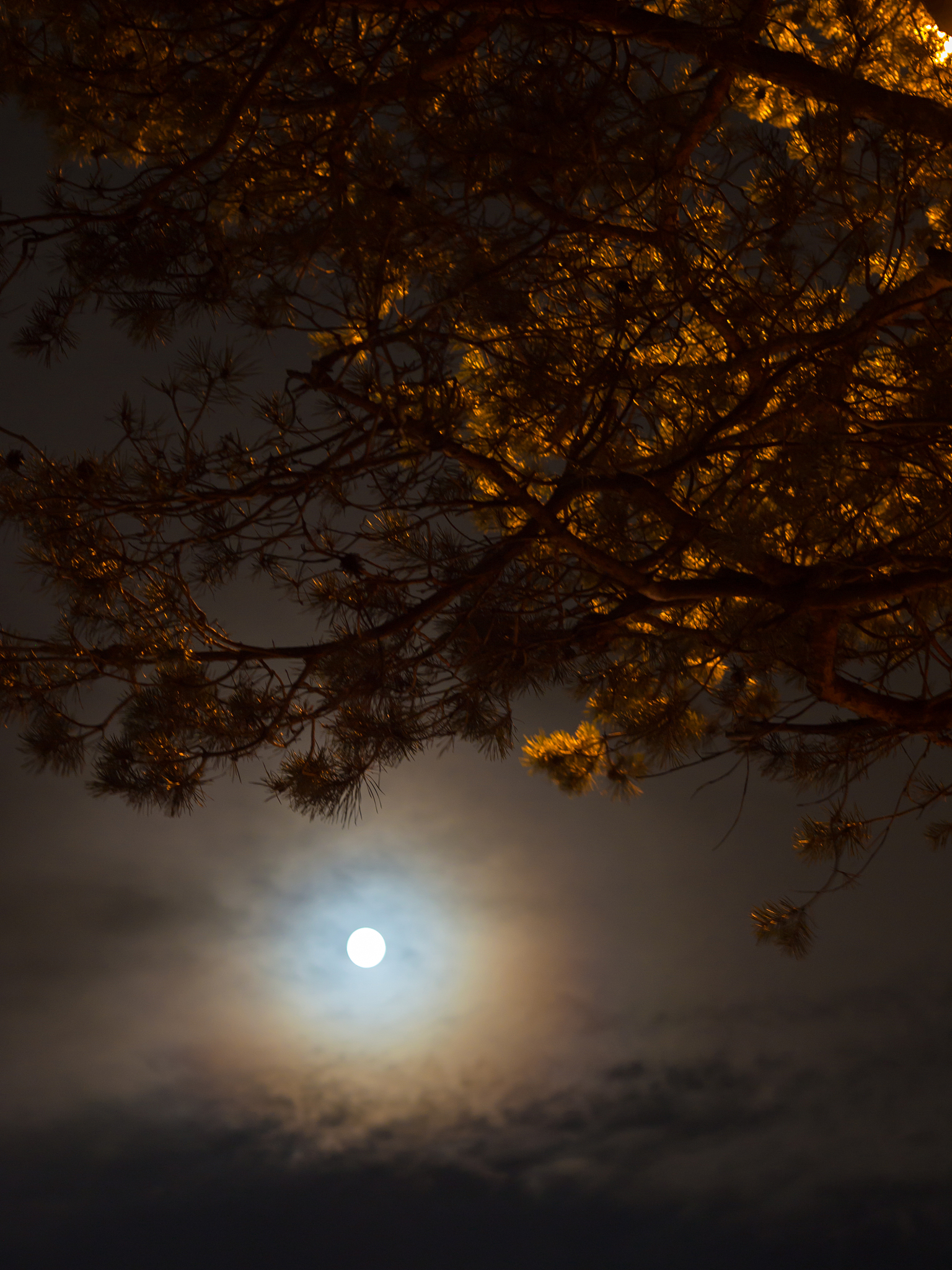 深秋的夜晚：一首关于思念与希望的诗