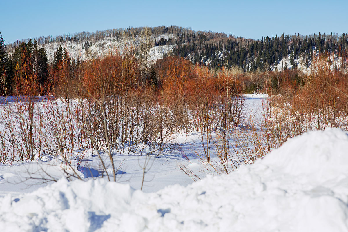 针叶林：寒温带气候的象征，分布在中国哪些地区？