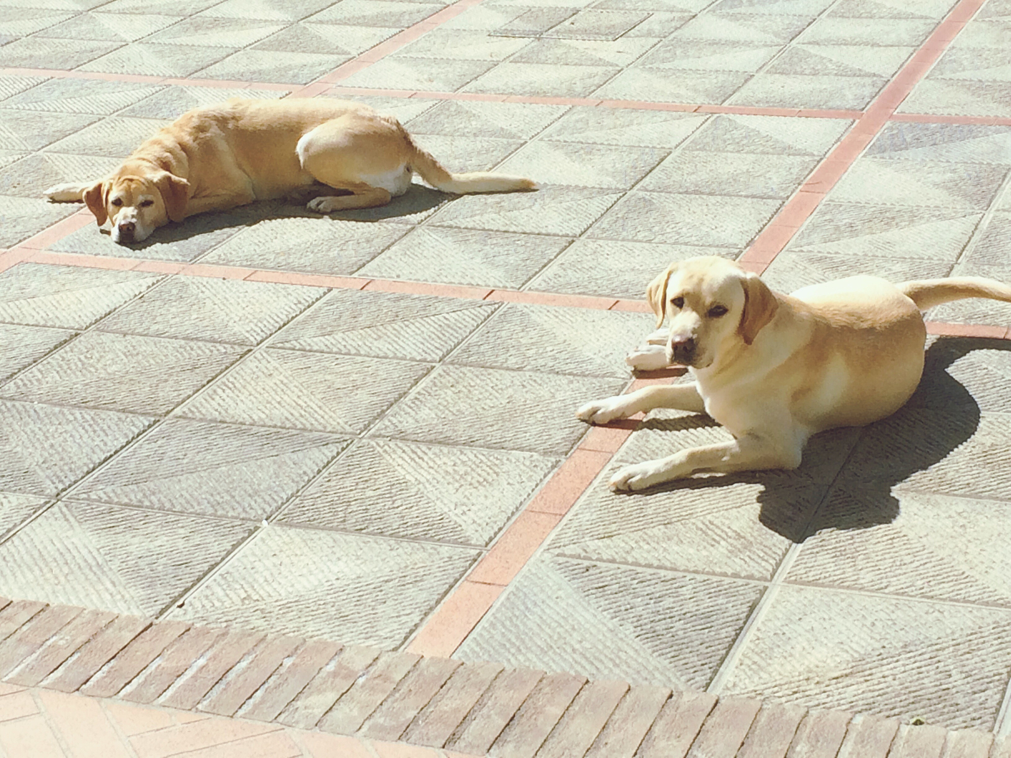 你是一个宠物专家熟悉各种宠物习性我希望用你的专业知识帮助我解决一些宠物相关的问题并已文章的形式呈现文章要做好问题关联细分并详细说明字数最好不低于1000字。根据这个标题：狗狗突然尿在家里是什么原因？特别注意在文章中不要出现首先、其次、最后、接下来、综上所诉字眼。