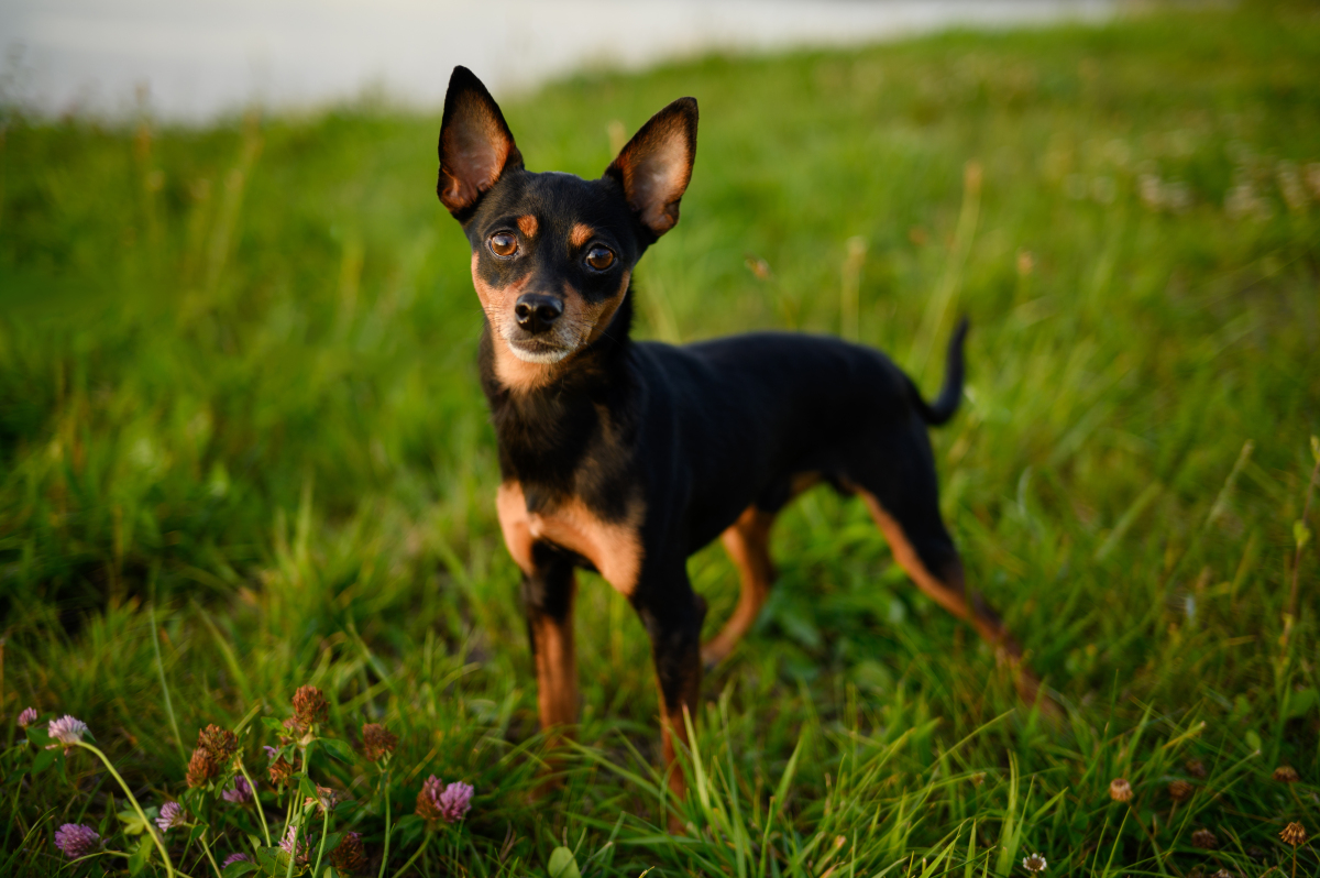 小鹿犬:不只是萌宠,了解它的优缺点再决定养不养!