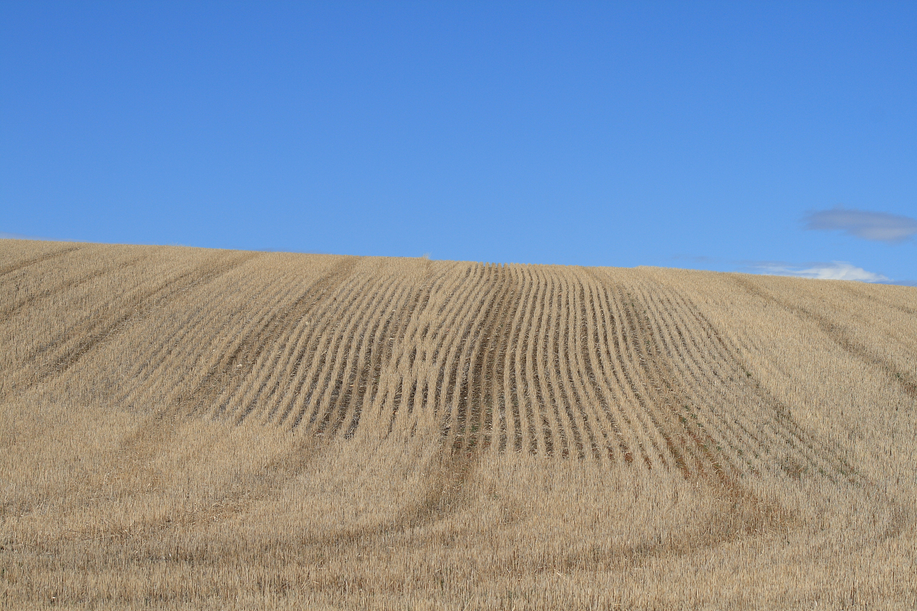 stubble field